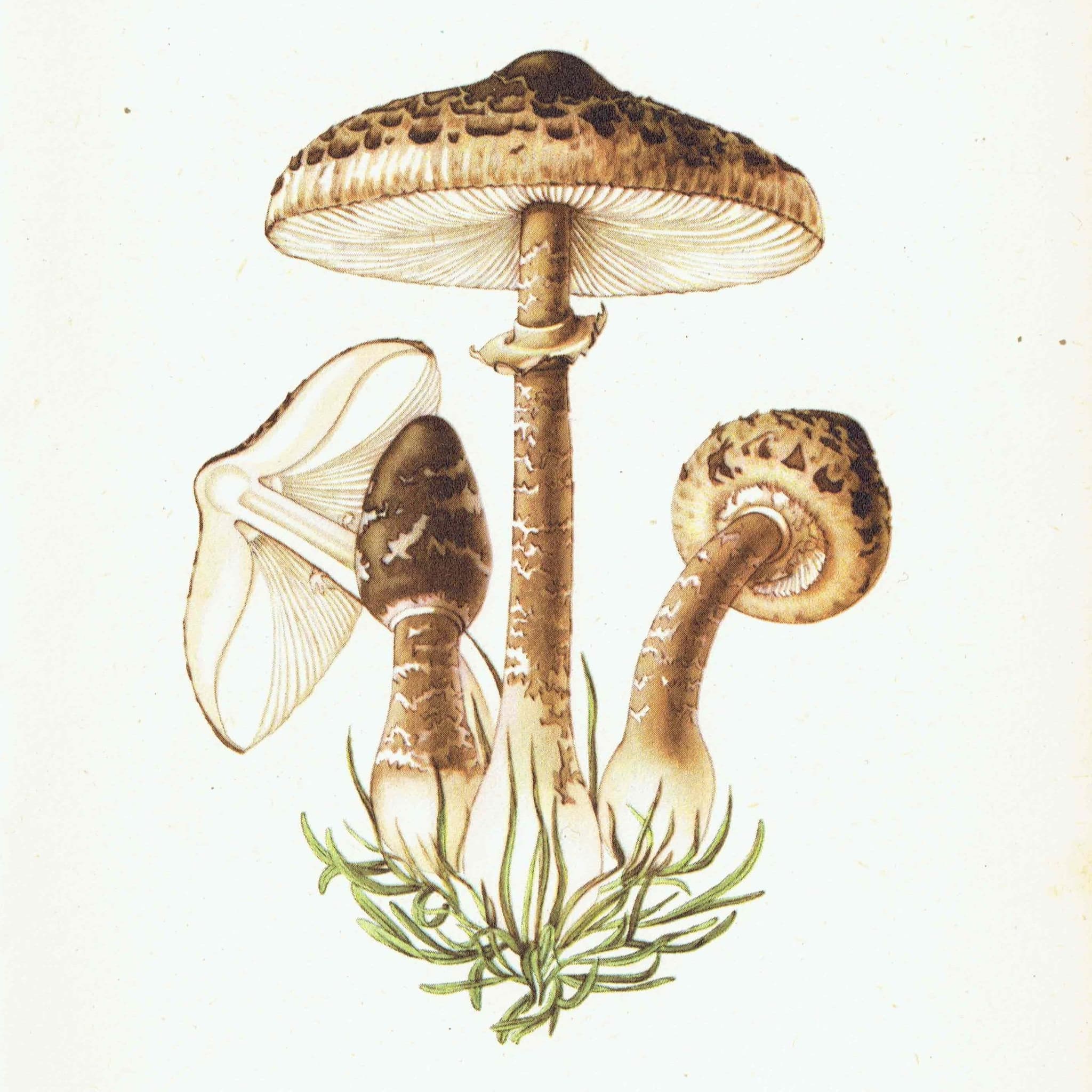 1943 Parasol And Milk Cap Mushrooms - Original Vintage Print By Ellenby - Edible Fungi Scientific Natural History Mycology - 4.5 x 6.5 in
