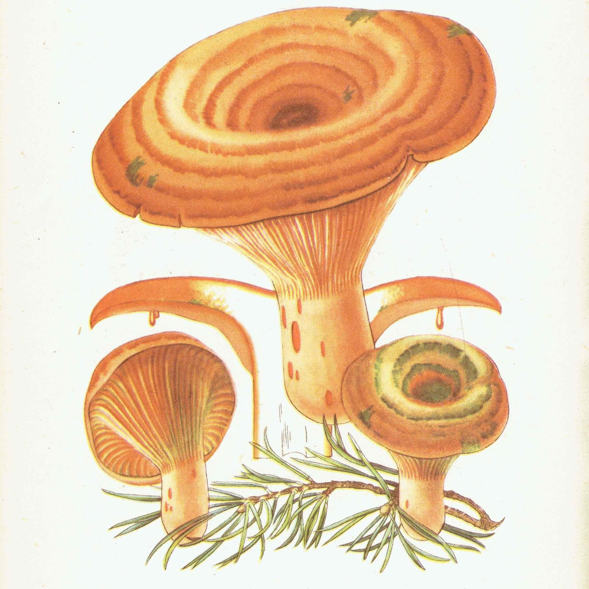 1943 Parasol And Milk Cap Mushrooms - Original Vintage Print By Ellenby - Edible Fungi Scientific Natural History Mycology - 4.5 x 6.5 in - Image 2