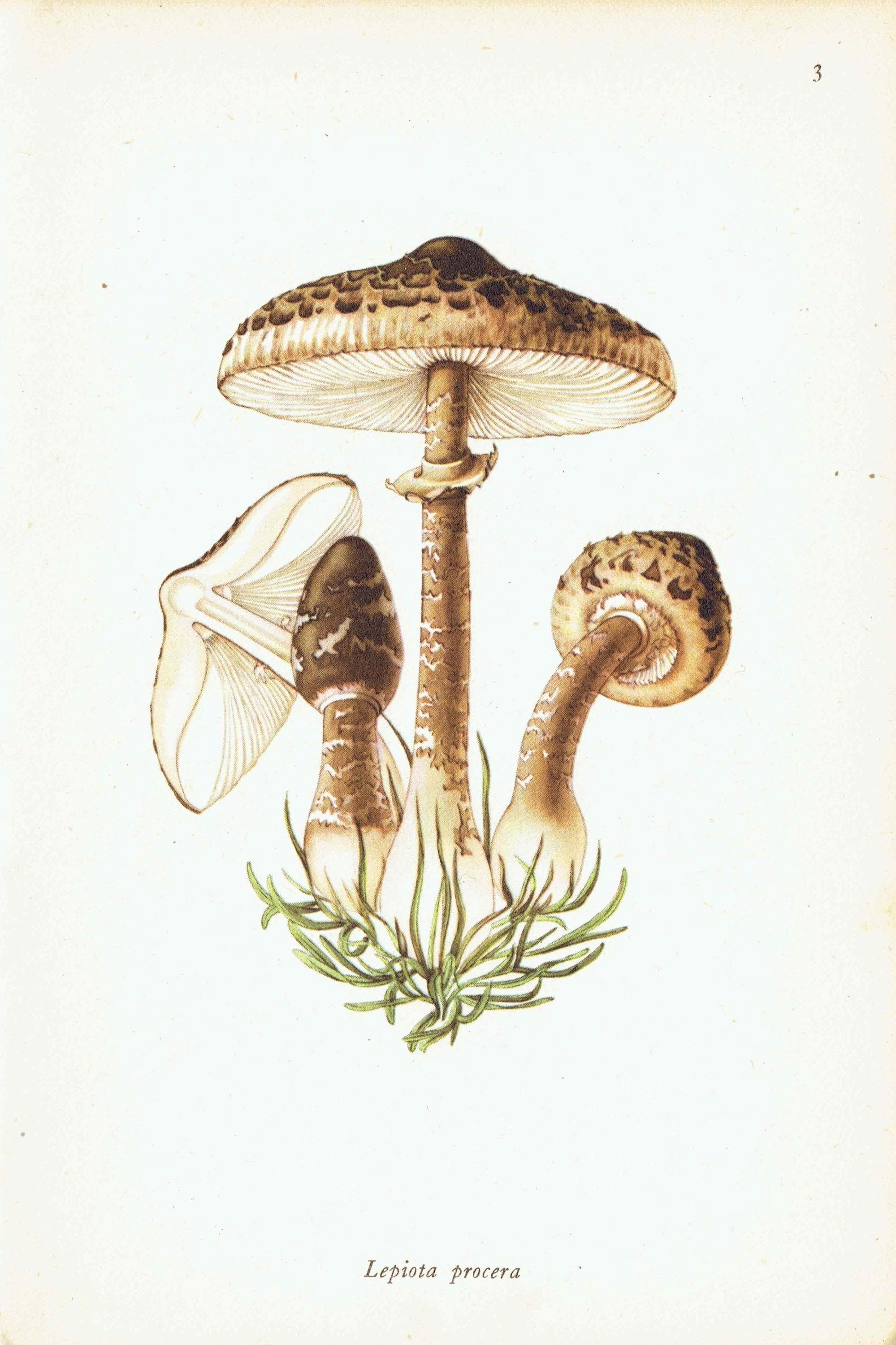 1943 Parasol And Milk Cap Mushrooms - Original Vintage Print By Ellenby - Edible Fungi Scientific Natural History Mycology - 4.5 x 6.5 in - Image 3