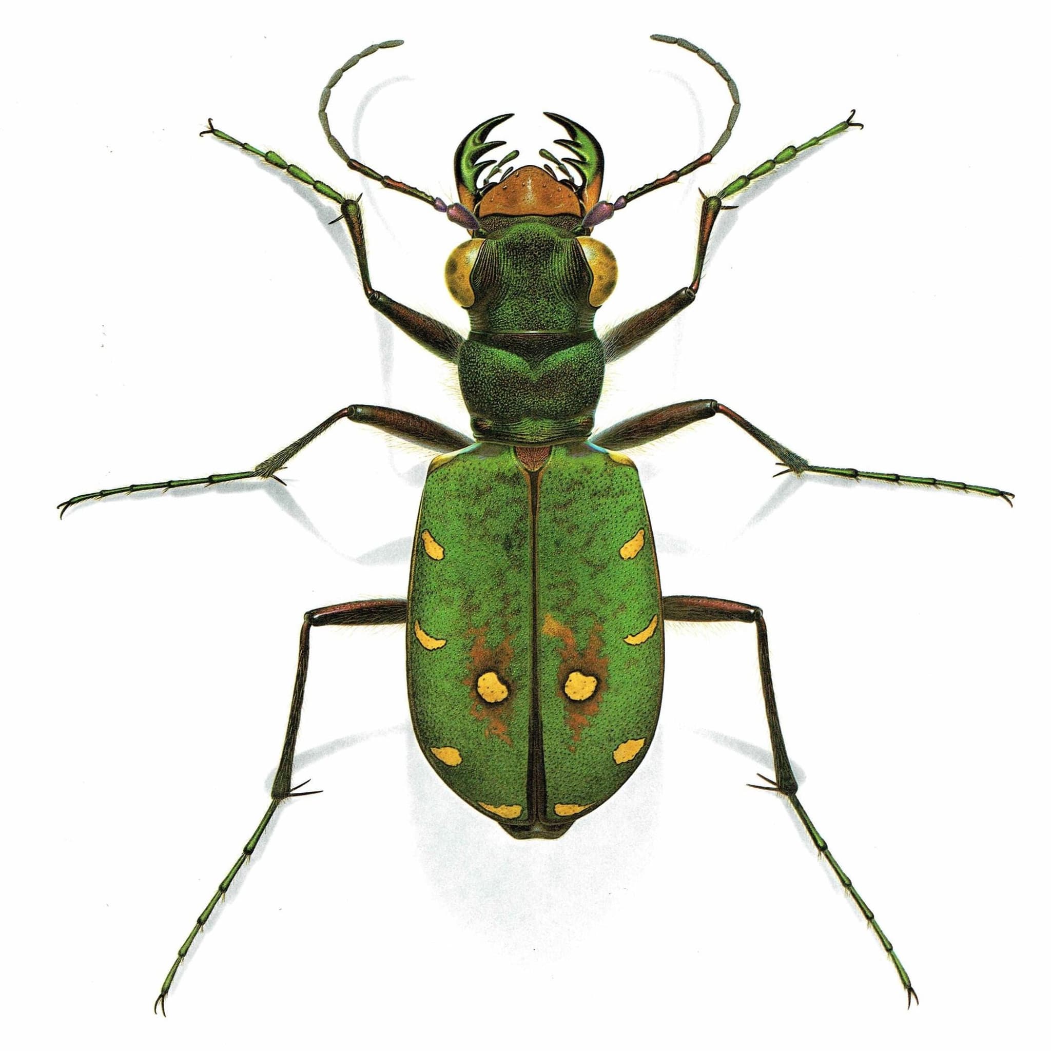 1986 Cicindela Campestris Field Tiger Beetle - Durin Bernard Scientific Illustration - Linnaeus Entomology - 11 x 13 in