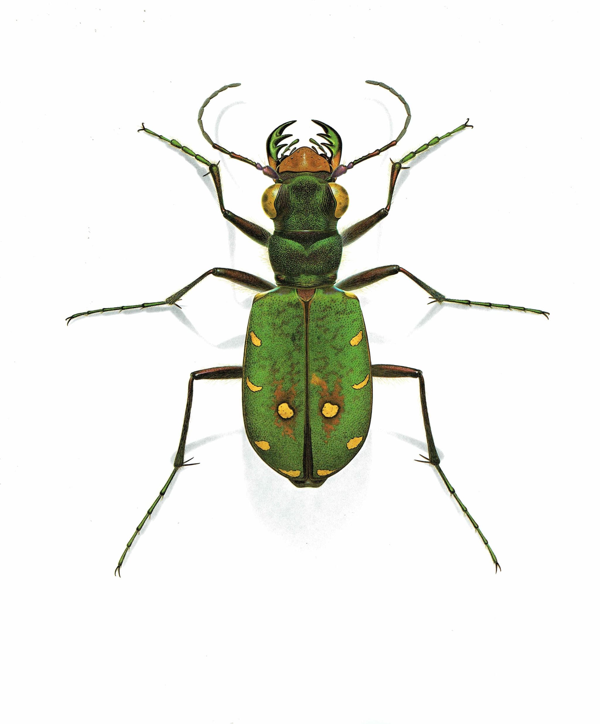 1986 Cicindela Campestris Field Tiger Beetle - Durin Bernard Scientific Illustration - Linnaeus Entomology - 11 x 13 in - Image 3