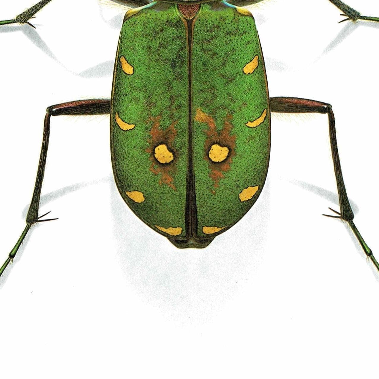 1986 Cicindela Campestris Field Tiger Beetle - Durin Bernard Scientific Illustration - Linnaeus Entomology - 11 x 13 in - Image 5