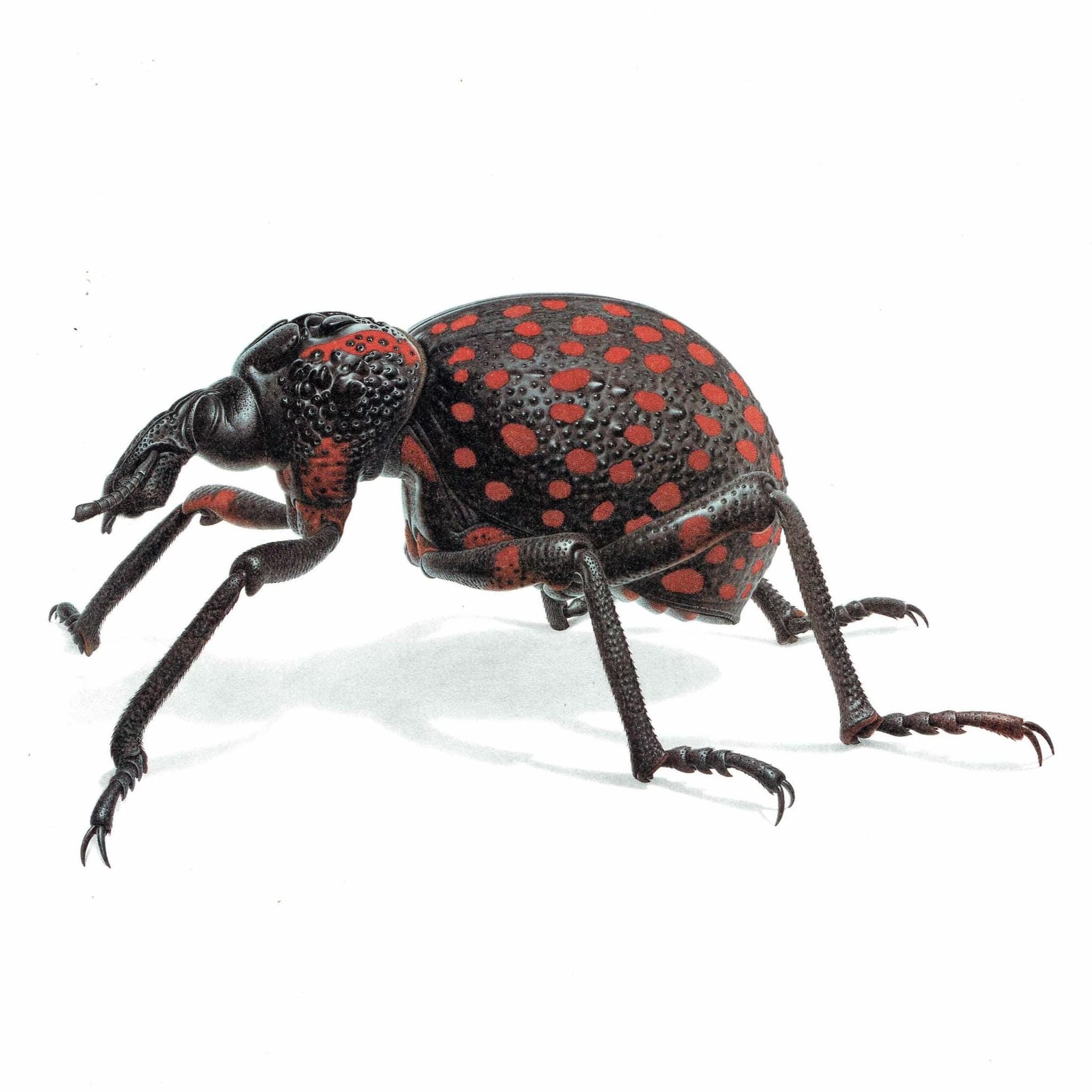 1986 Weevil Brachycerus Apterus Print - Durin Bernard Les Insectes - Vintage Scientific Illustration- Linnaeus Entomology - 11 x 13 in