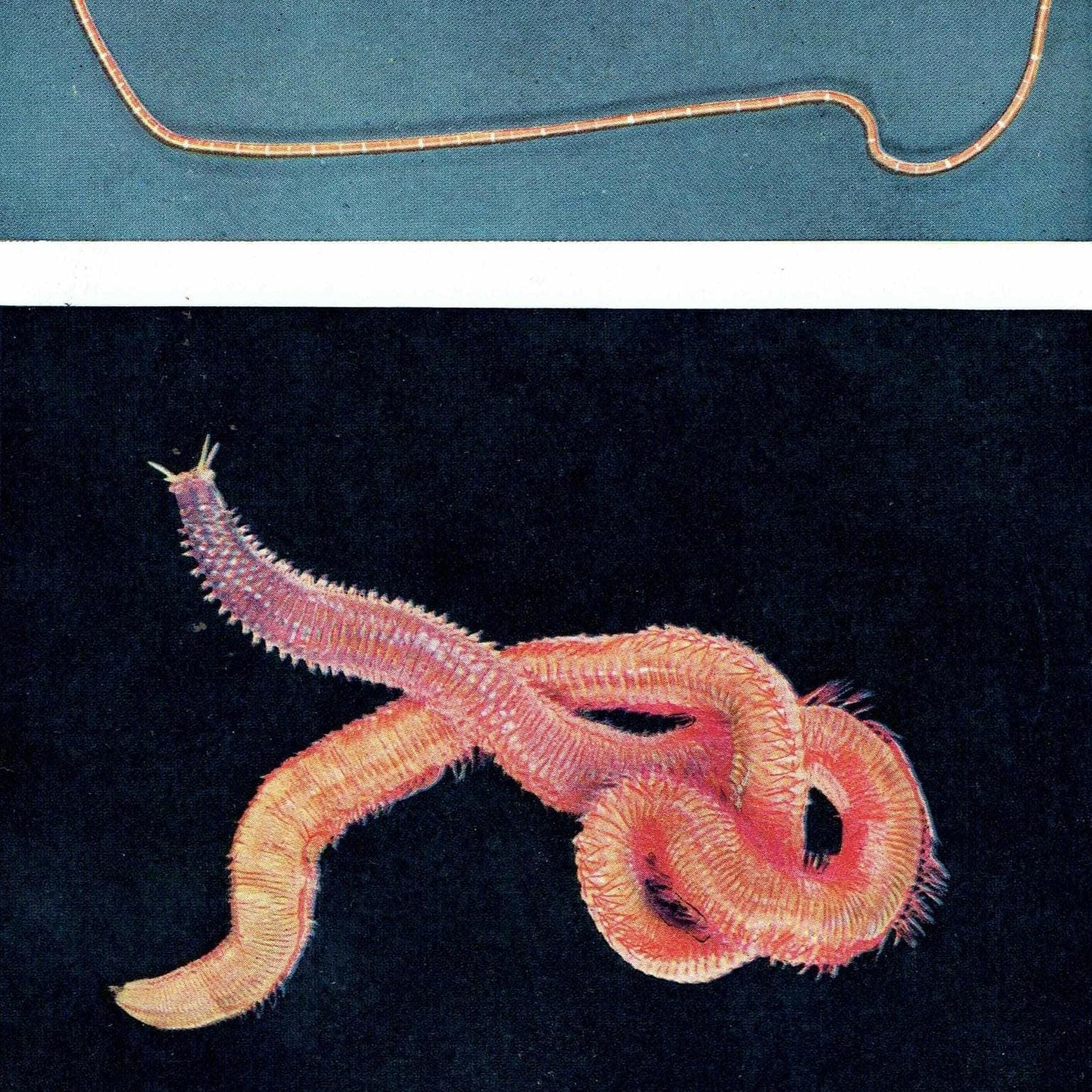 1959 Marine Worms Photographs - Ribbon-worm Red Rock-worm - Scientific Nemertine Annelid Specimen - Marine Biology Ocean Life - 5 x 8.25 in