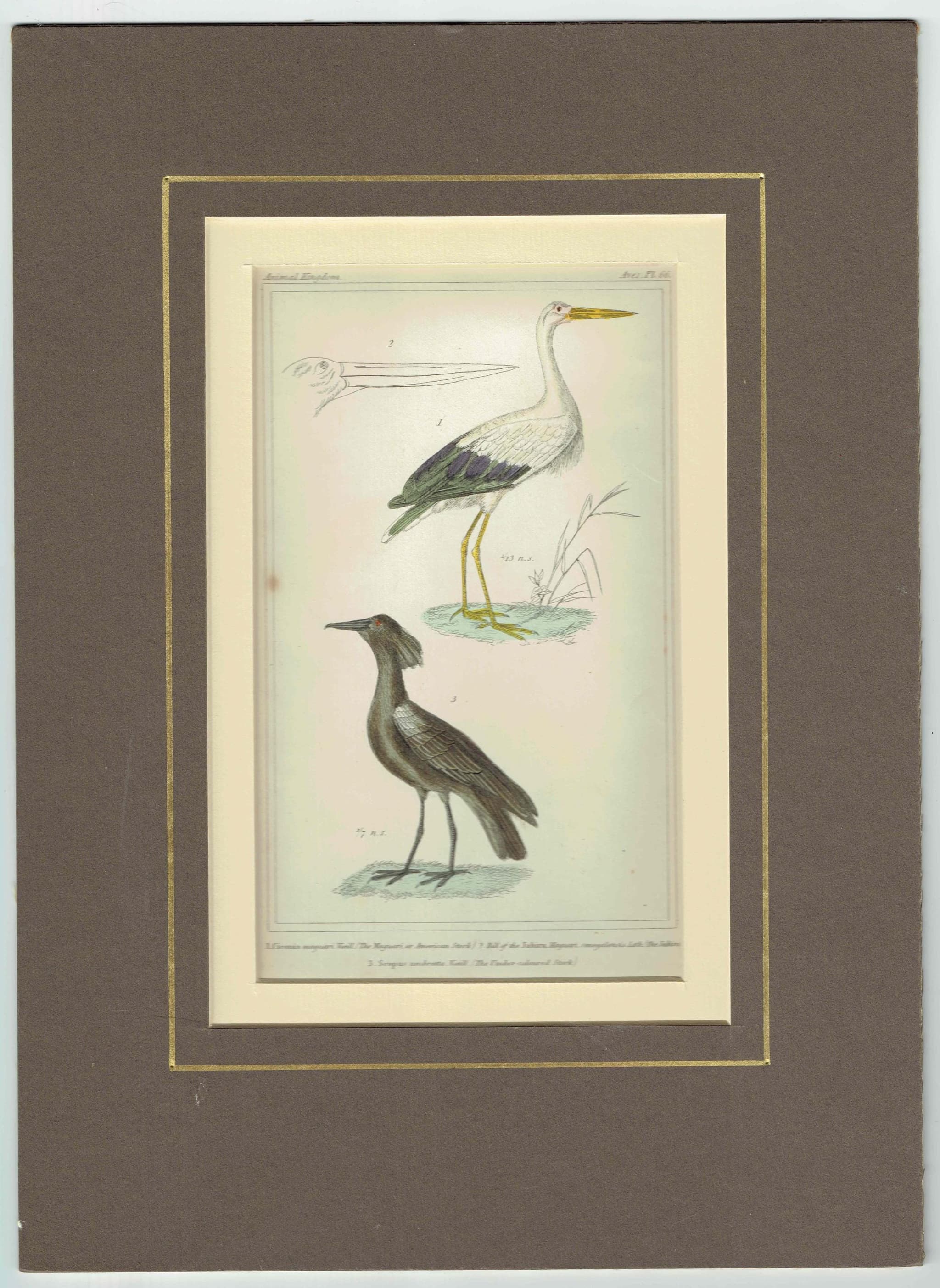 c.1835 Cuvier Animal Kingdom Birds Aves Antique Print - American Stork Umber Coloured Stork - Hand Coloured Ornithology Art - 8.75 x 5.5 in