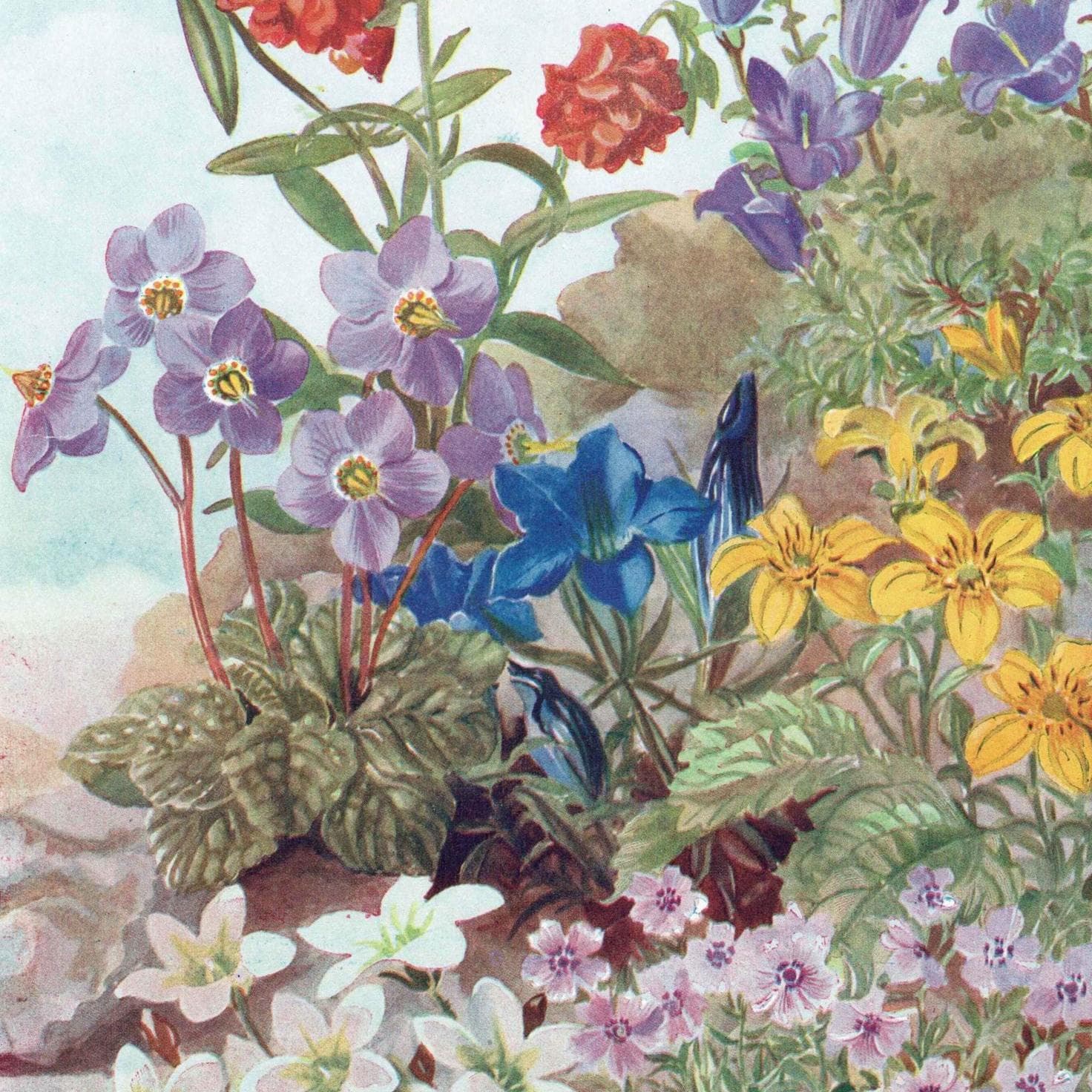 1950s Flowers for the Rock Garden Botanical Print - Vintage Cottage Garden Plants Illustration - Colourful Floral Wall Art - 5.5 x 8 in