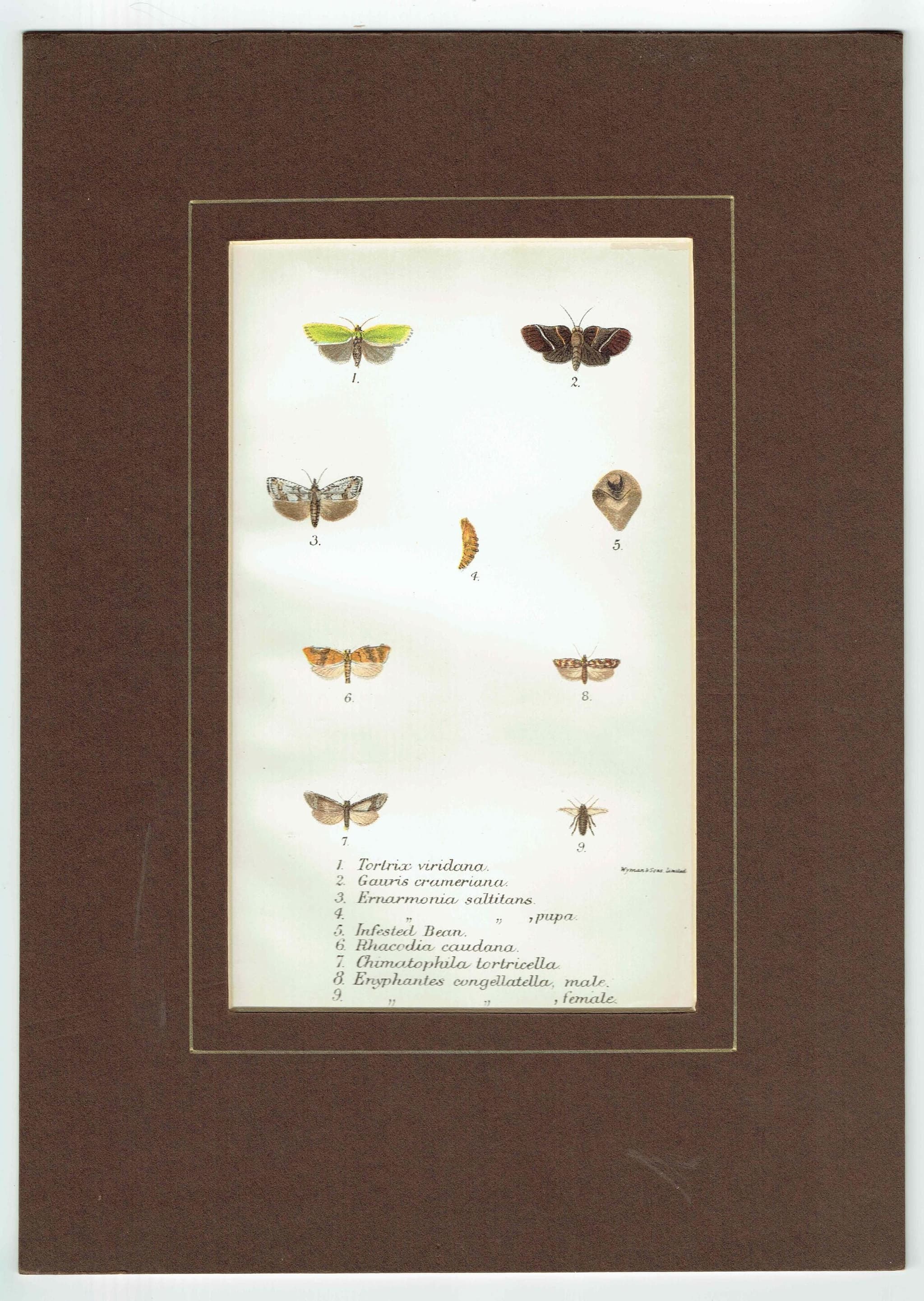 1897 Tortricid Moths Print - Hand-colored Entomology Plate - Tortrix viridana, Gauris crameriana & More - Mount window 4.25 x 7 in