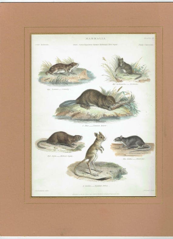 1833 Mammalia Print - Rodentia Rodents - Beaver, Lemming & Jerboa - 8.5 x 10.75 in