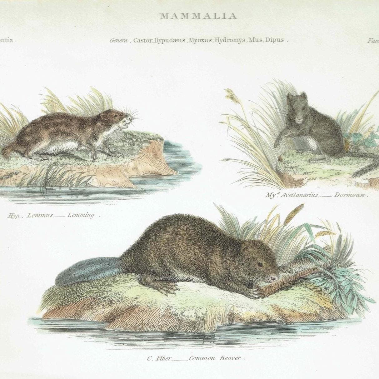 1833 Mammalia Print - Rodentia Rodents - Beaver, Lemming & Jerboa - 8.5 x 10.75 in - Image 2