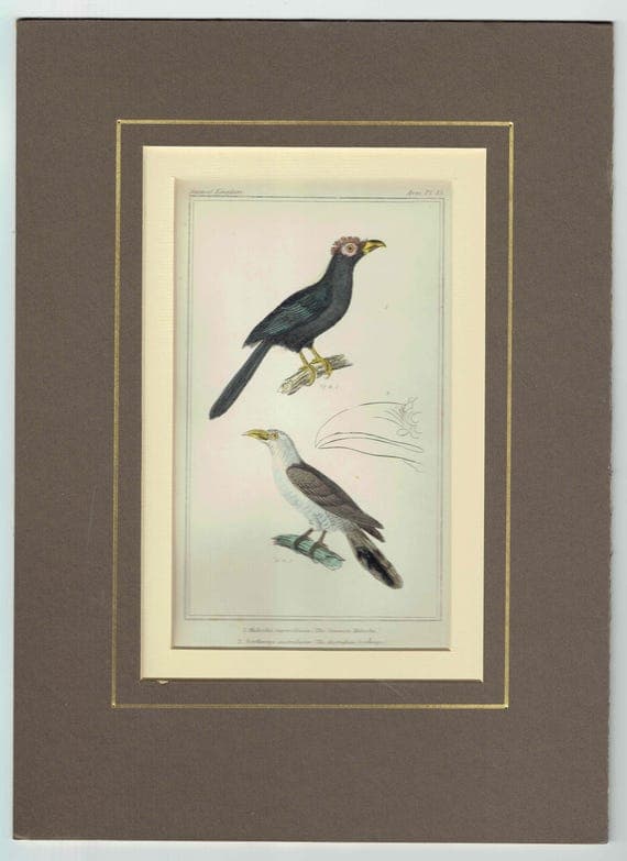 c.1835 Animal Kingdom Birds Print - Ornithology Birds - Common Malcoha and Australian Seythrops -  8.5 x 5.5 in