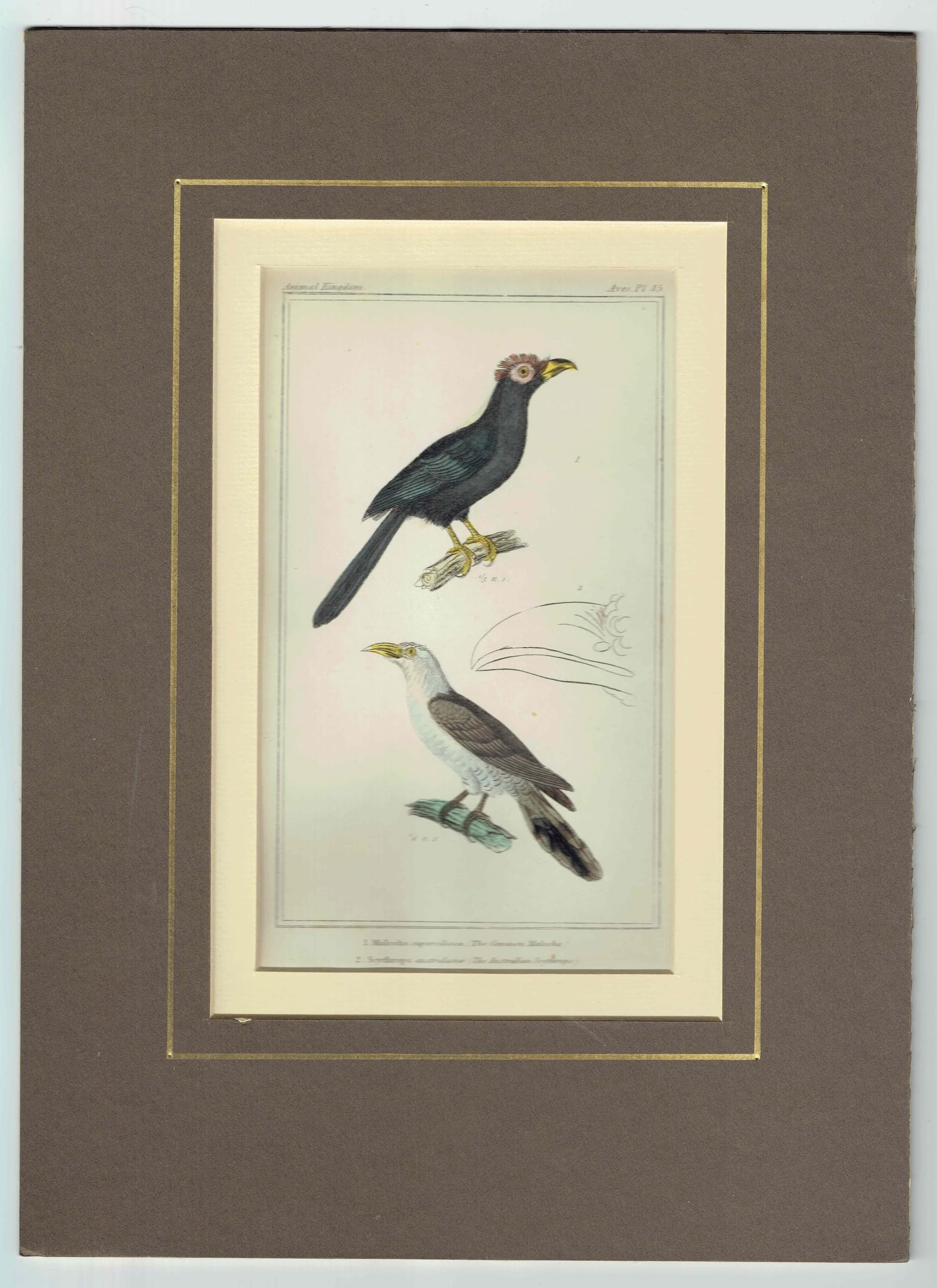c.1835 Animal Kingdom Birds Print - Ornithology Birds - Common Malcoha and Australian Seythrops -  8.5 x 5.5 in