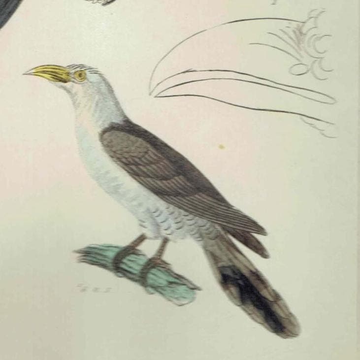 c.1835 Animal Kingdom Birds Print - Ornithology Birds - Common Malcoha and Australian Seythrops -  8.5 x 5.5 in - Image 3