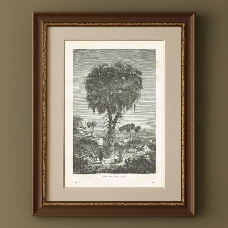 1870s Original Doum Palm Sudan Antique Woodblock Print - Victorian Travel Book Illustration - African Landscape - 8.5 x 12 in