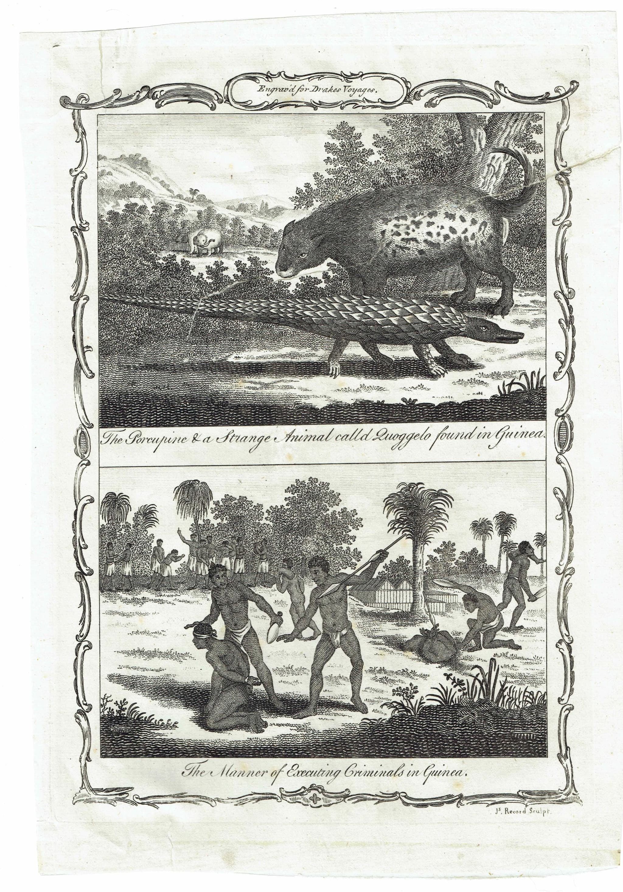 c.1790 Porcupine & Strange Animal called Quoggelo - Execution of Criminals - Guinea 11.75 x 8.25 - Image 2