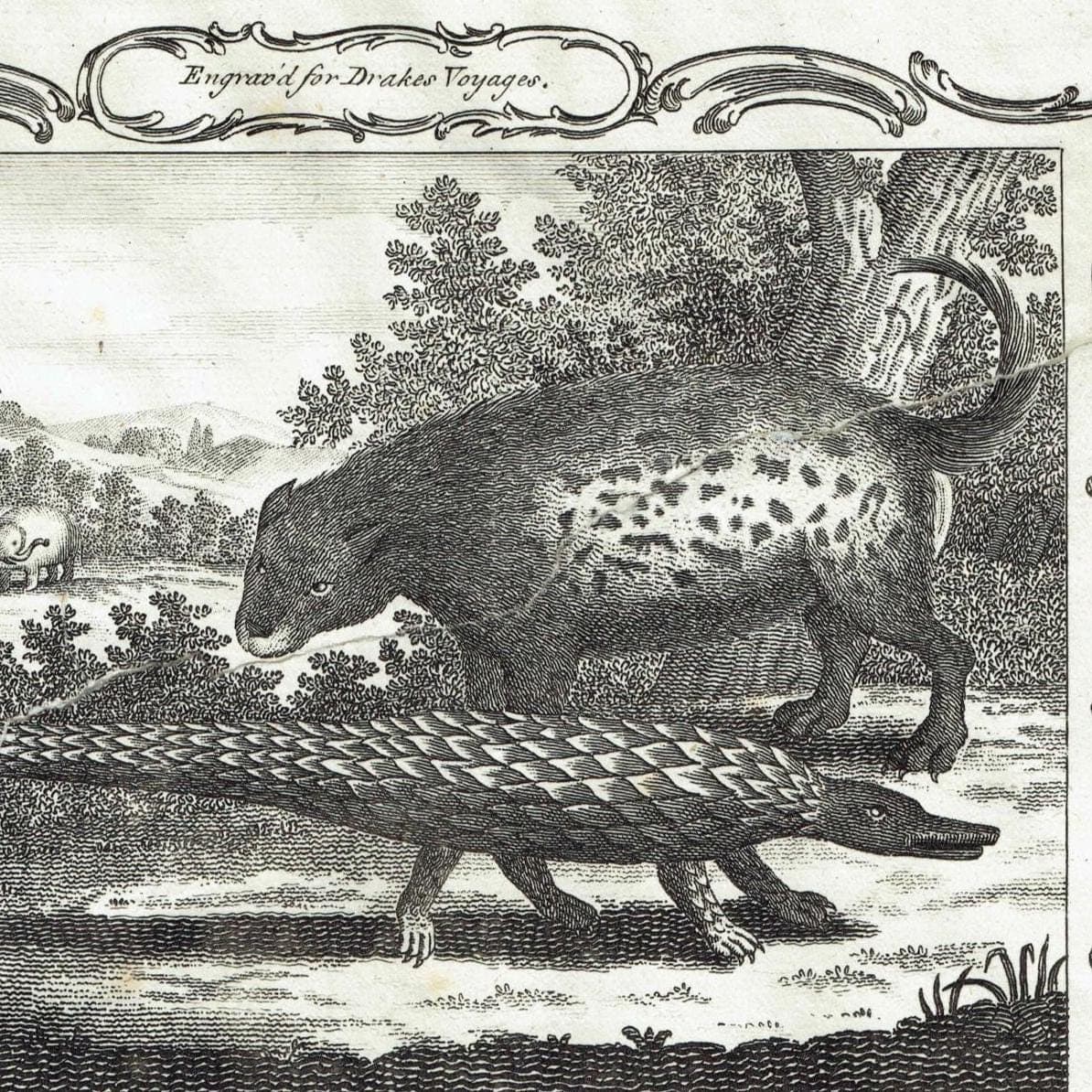 c.1790 Porcupine & Strange Animal called Quoggelo - Execution of Criminals - Guinea 11.75 x 8.25 - Image 3