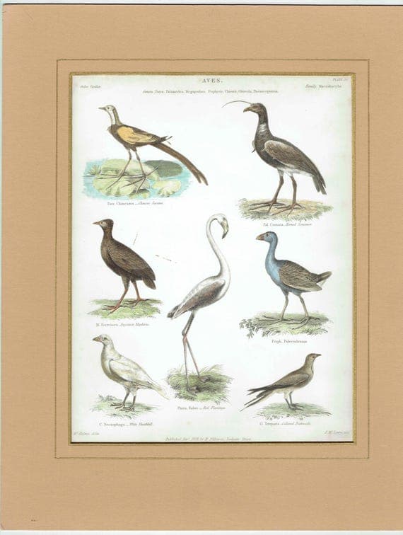 1838 Aves Birds Print - Ornithological Bird Studies - Jacana, Flamingo, Sheathbill & Screamer - 10.5 x 8.25 in