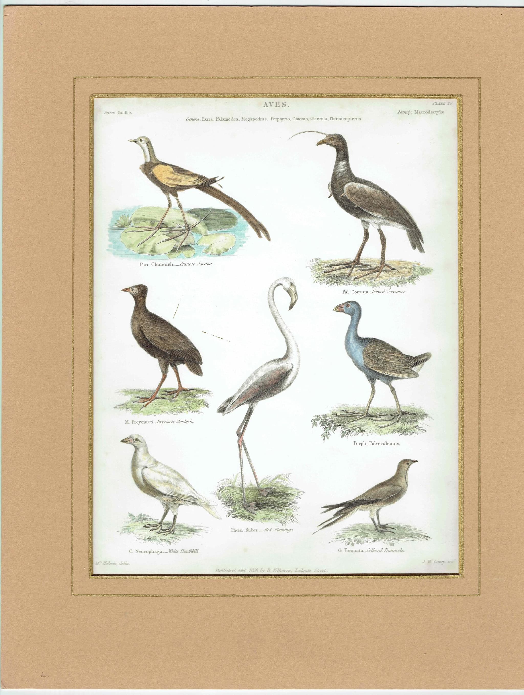 1838 Aves Birds Print - Ornithological Bird Studies - Jacana, Flamingo, Sheathbill & Screamer - 10.5 x 8.25 in