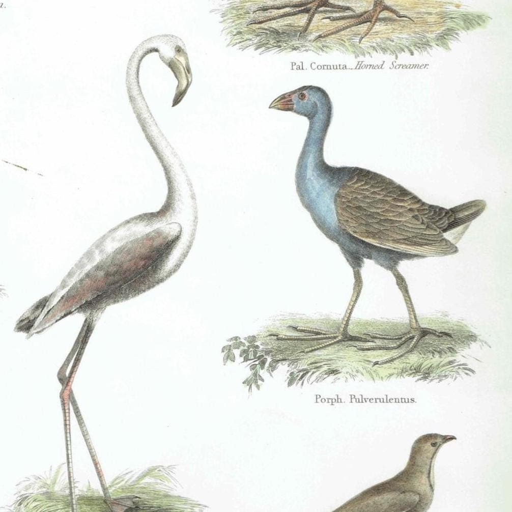 1838 Aves Birds Print - Ornithological Bird Studies - Jacana, Flamingo, Sheathbill & Screamer - 10.5 x 8.25 in - Image 3