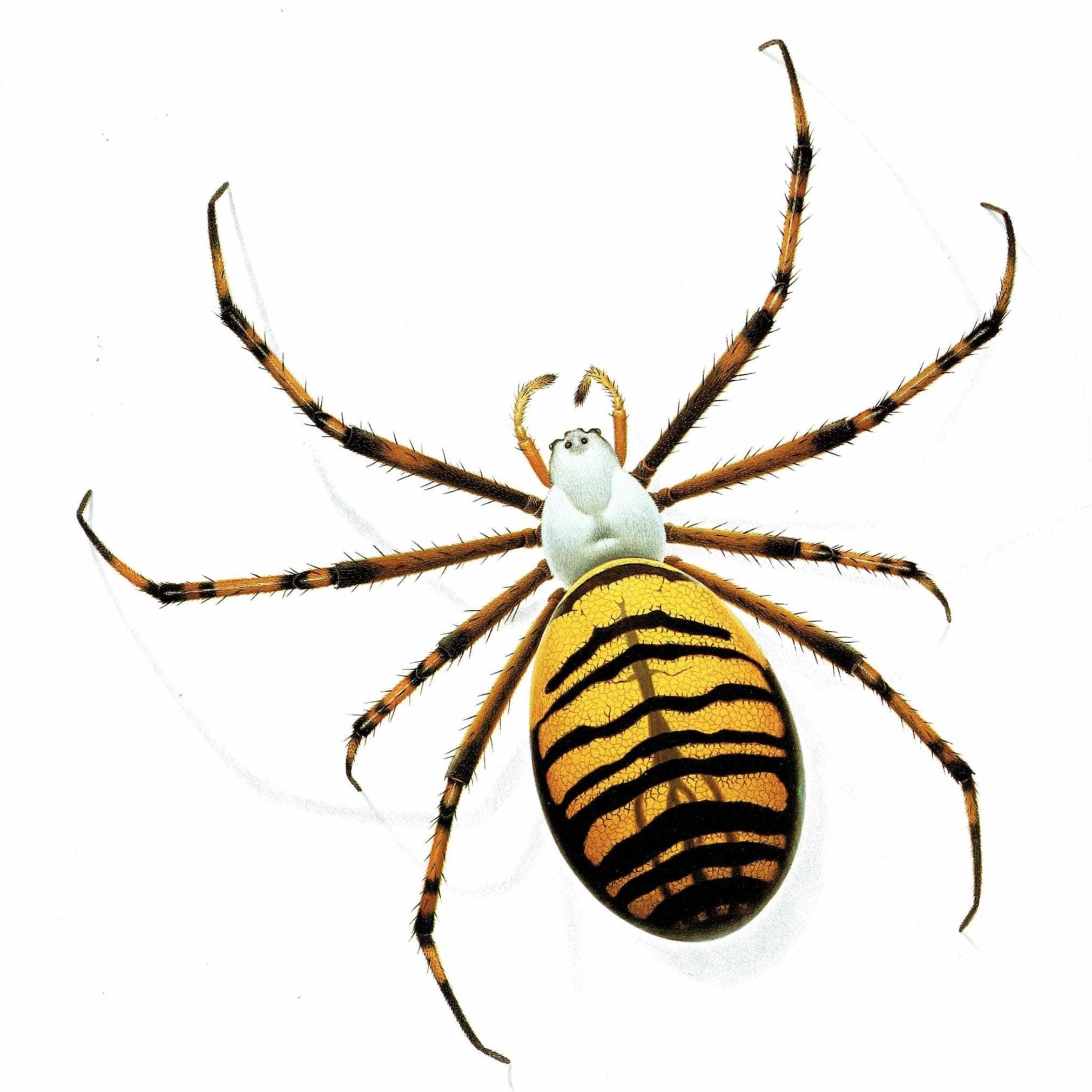 1986 Wasp Orb-Weaver Spider Argiope Bruennichii Print - Durin Bernard Les Insectes Scientific Illustration - Scopoli Entomology - 11 x 13 in