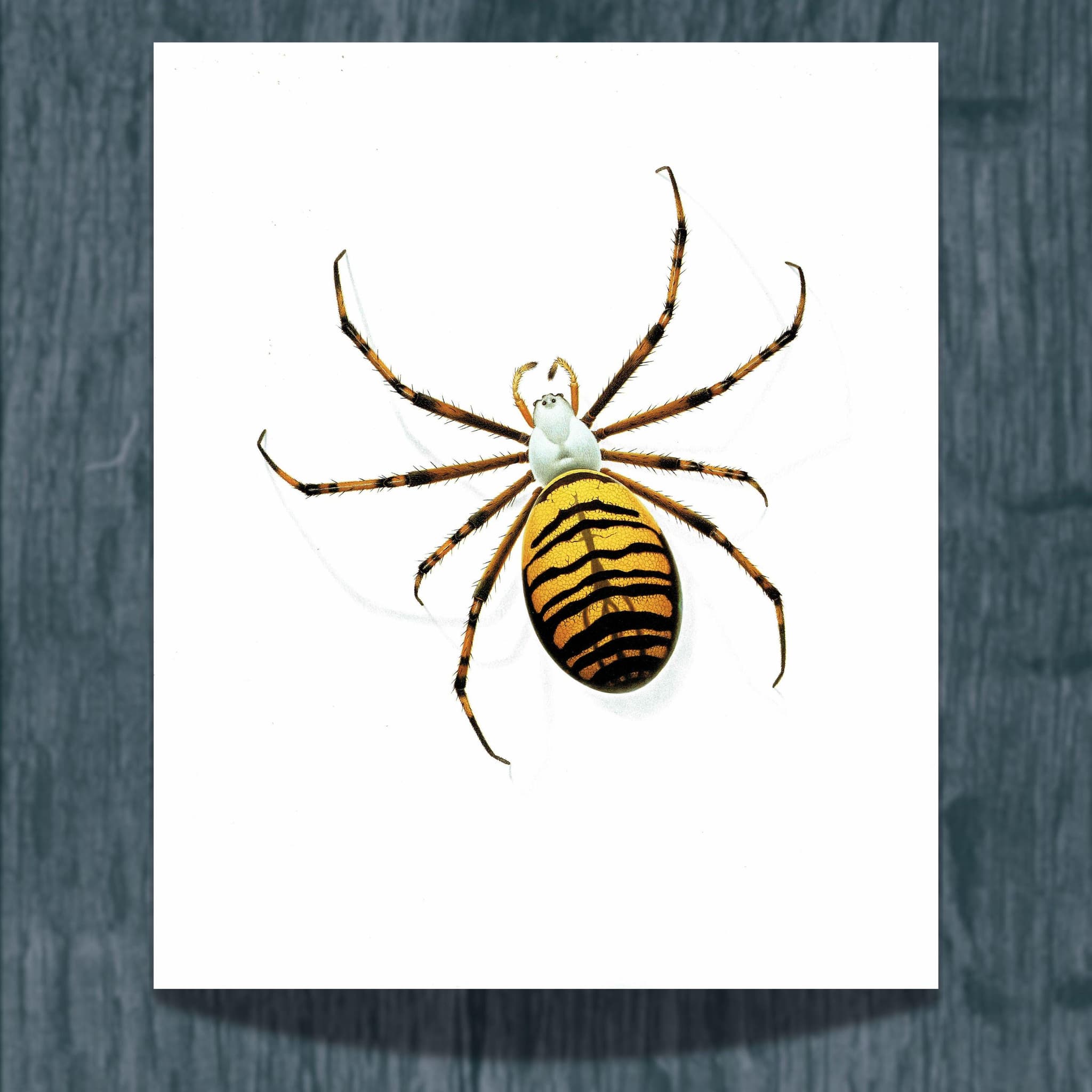 1986 Wasp Orb-Weaver Spider Argiope Bruennichii Print - Durin Bernard Les Insectes Scientific Illustration - Scopoli Entomology - 11 x 13 in
