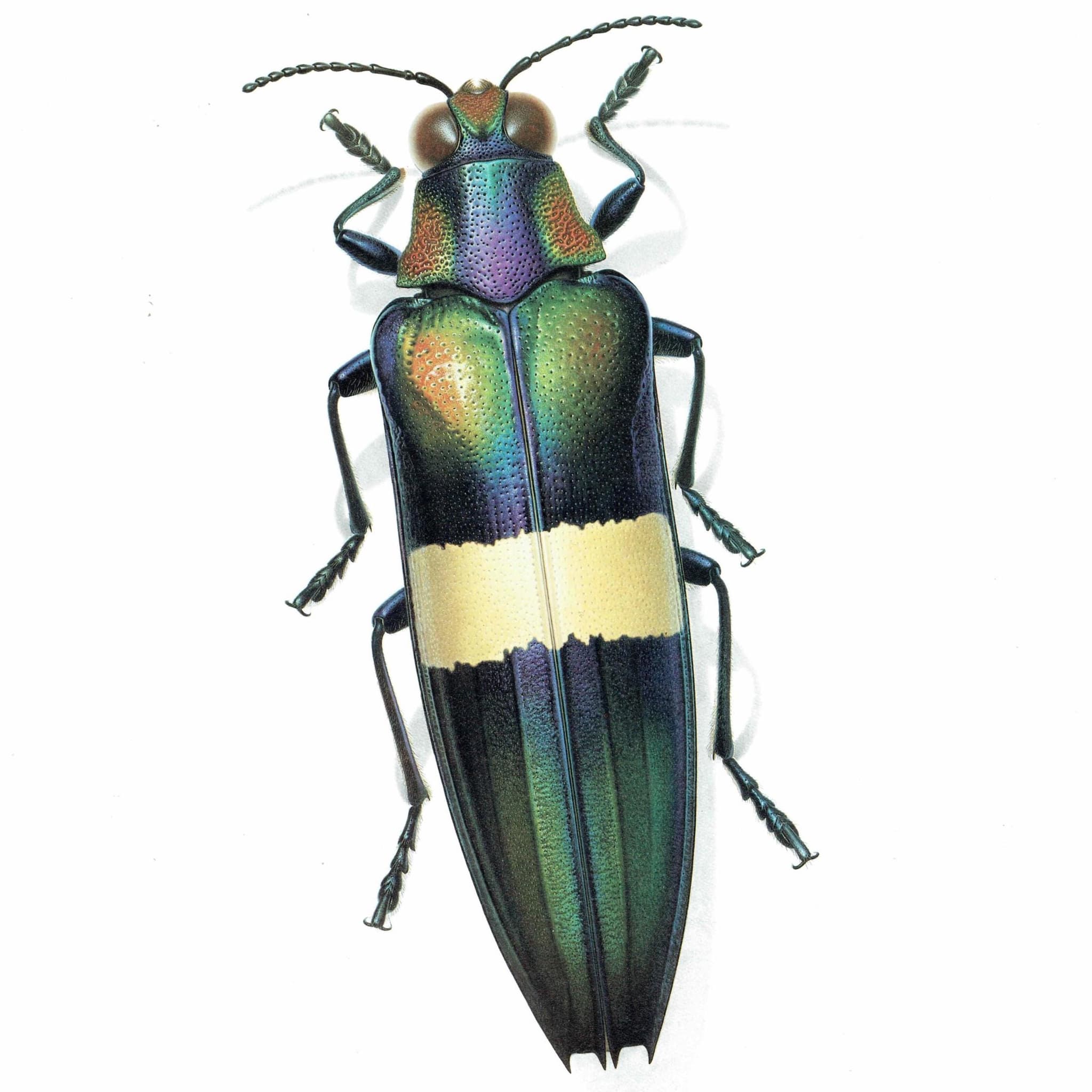 1986 Jewel Beetle Chrysochroa Ocellata Print - Durin Bernard Les Insectes Scientific Illustration - Fabricius Entomology - 11 x 13 in