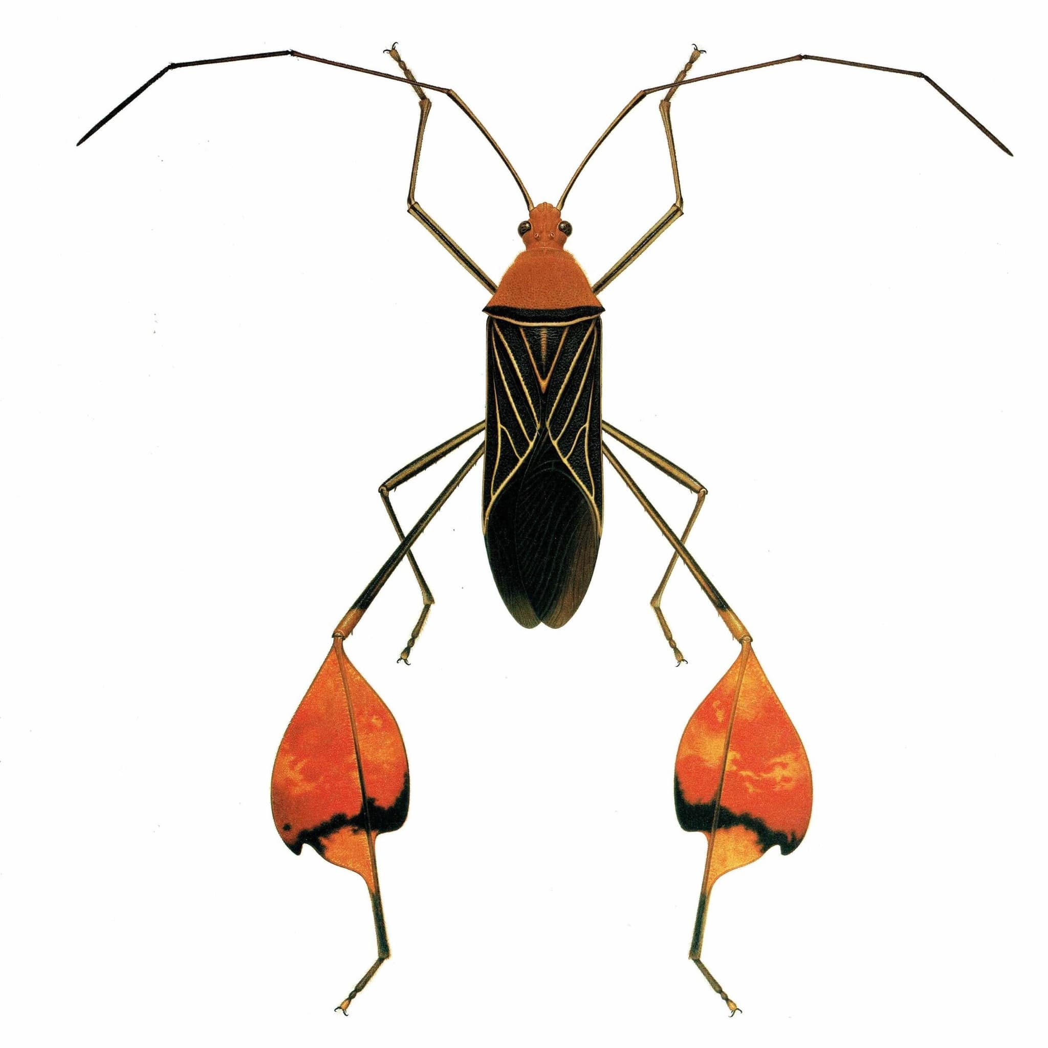 1986 Leaf-Footed Bug Anisoscelis Flavolineata Print - Durin Bernard Scientific Illustration  - Blanchard Entomology - 11 x 13 in