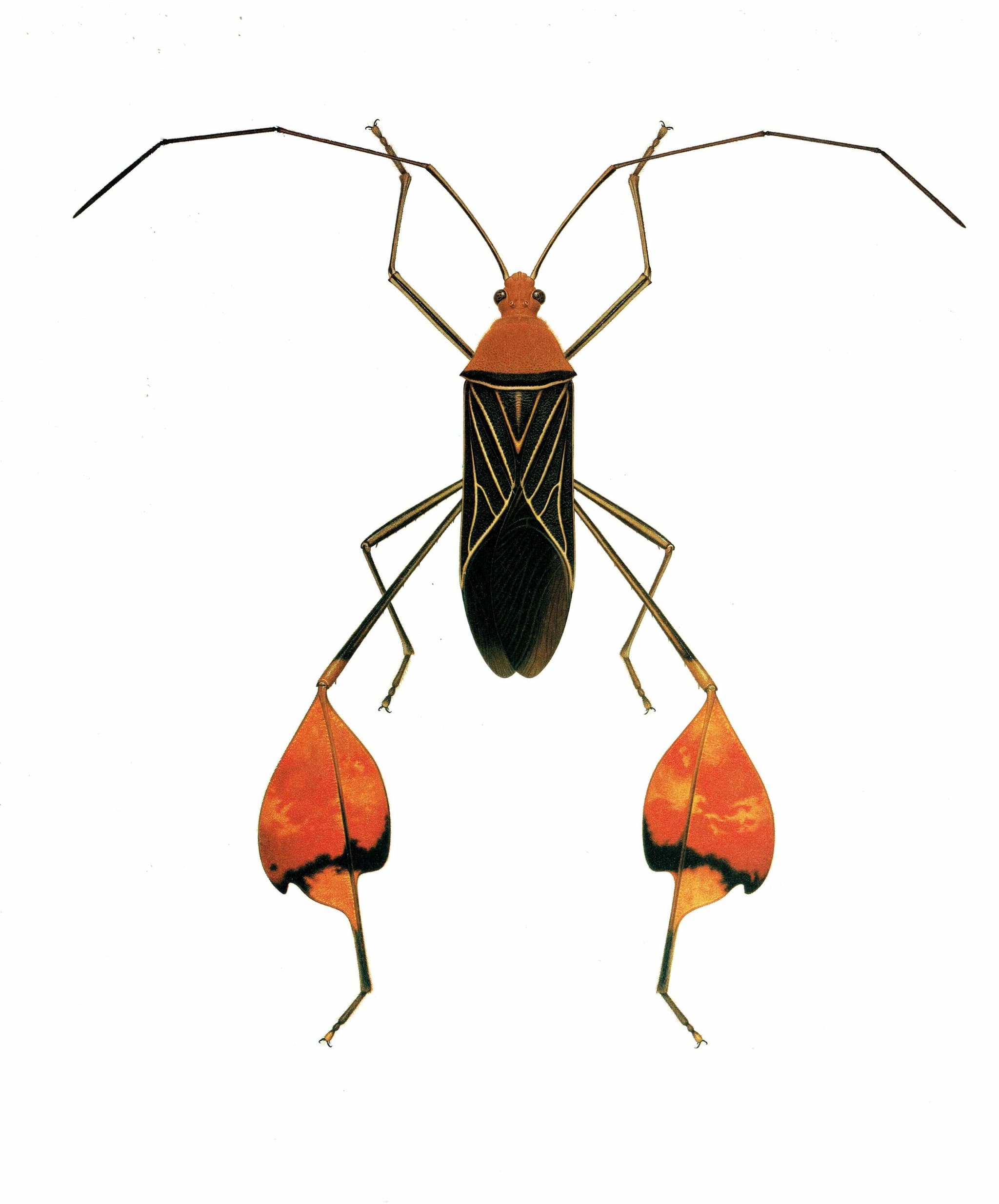 1986 Leaf-Footed Bug Anisoscelis Flavolineata Print - Durin Bernard Scientific Illustration  - Blanchard Entomology - 11 x 13 in - Image 3