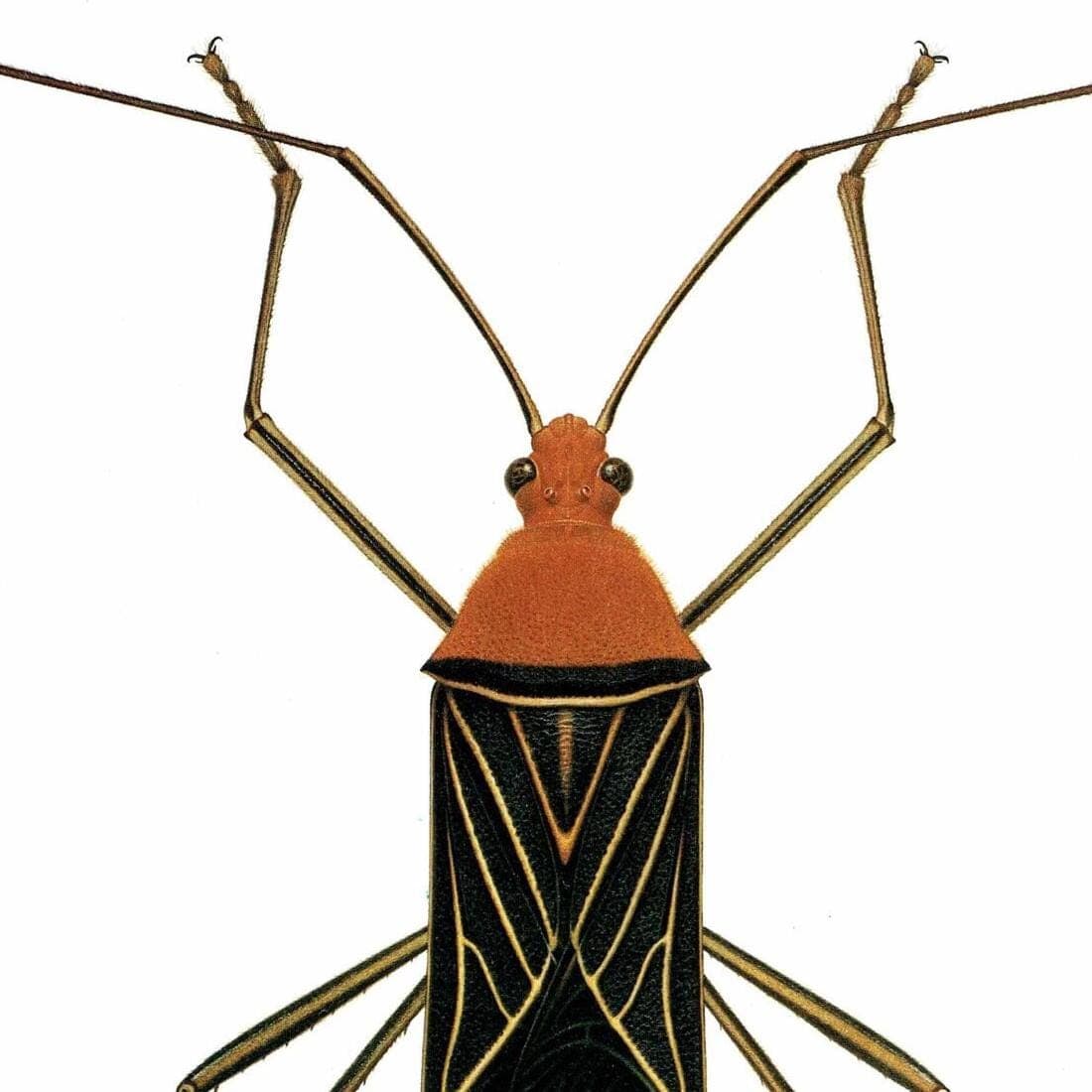 1986 Leaf-Footed Bug Anisoscelis Flavolineata Print - Durin Bernard Scientific Illustration  - Blanchard Entomology - 11 x 13 in - Image 4