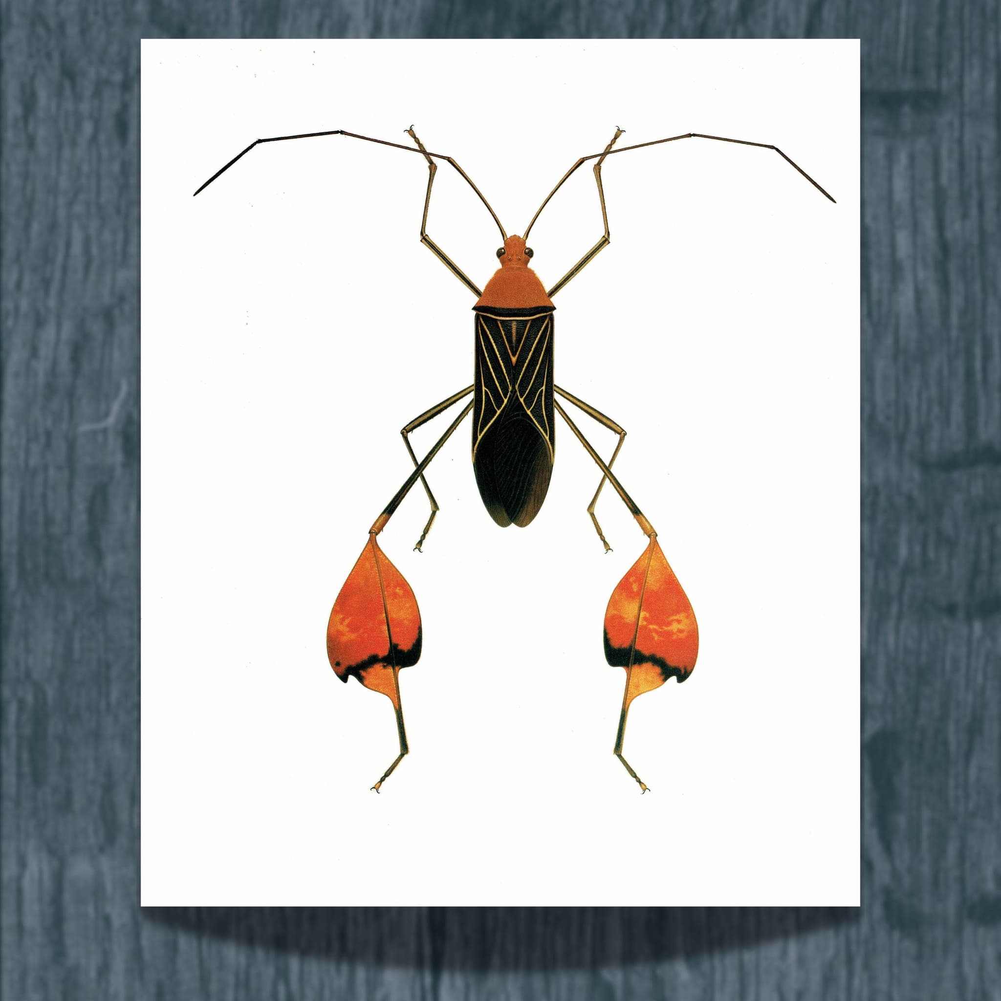 1986 Leaf-Footed Bug Anisoscelis Flavolineata Print - Durin Bernard Scientific Illustration  - Blanchard Entomology - 11 x 13 in
