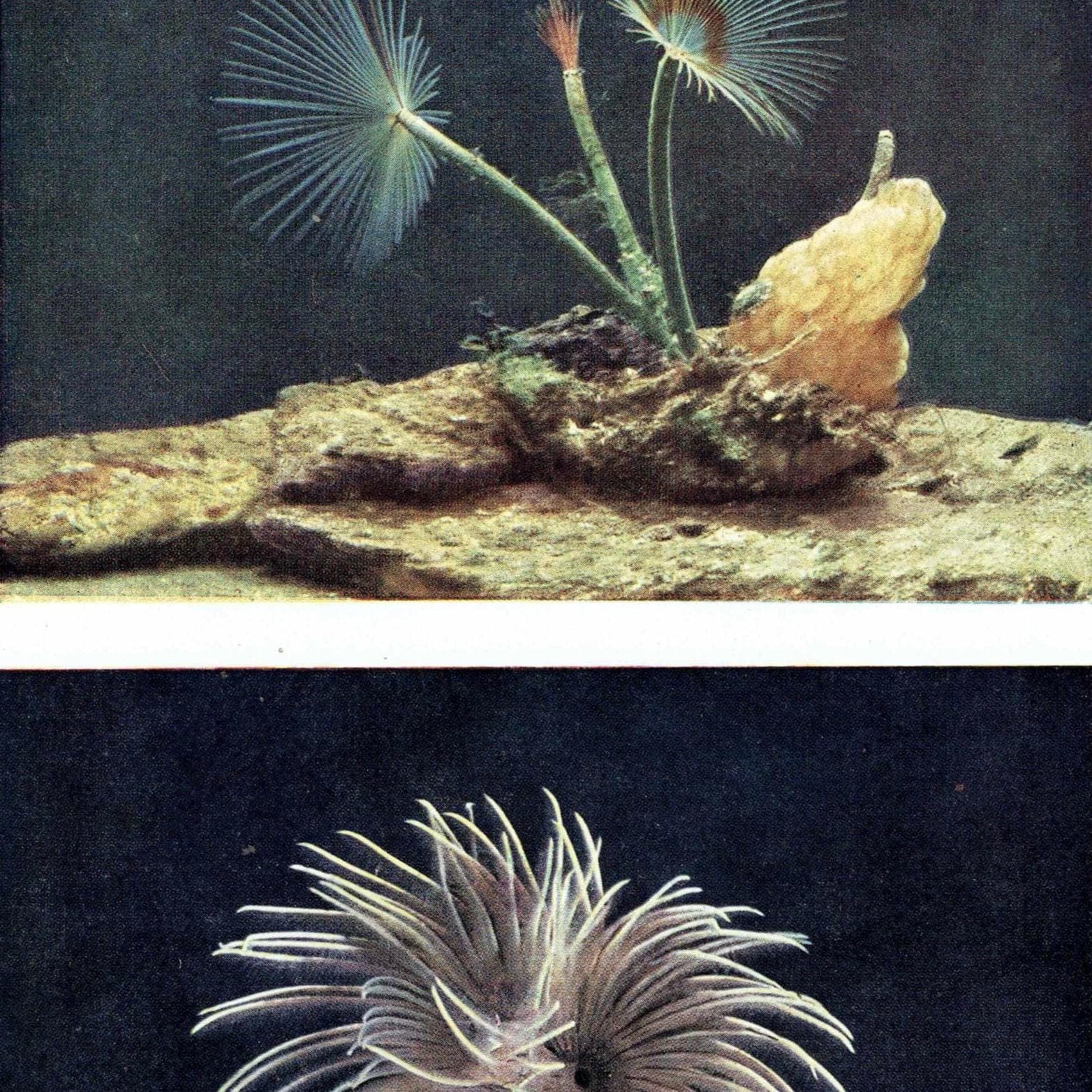 1959 Peacock-Worms, Squirt-Fish, Fan-Worm, Sea-Squirts - Marine Life Underwater Photography Print - Scientific Ocean Specimen - 5 x 8.25 in