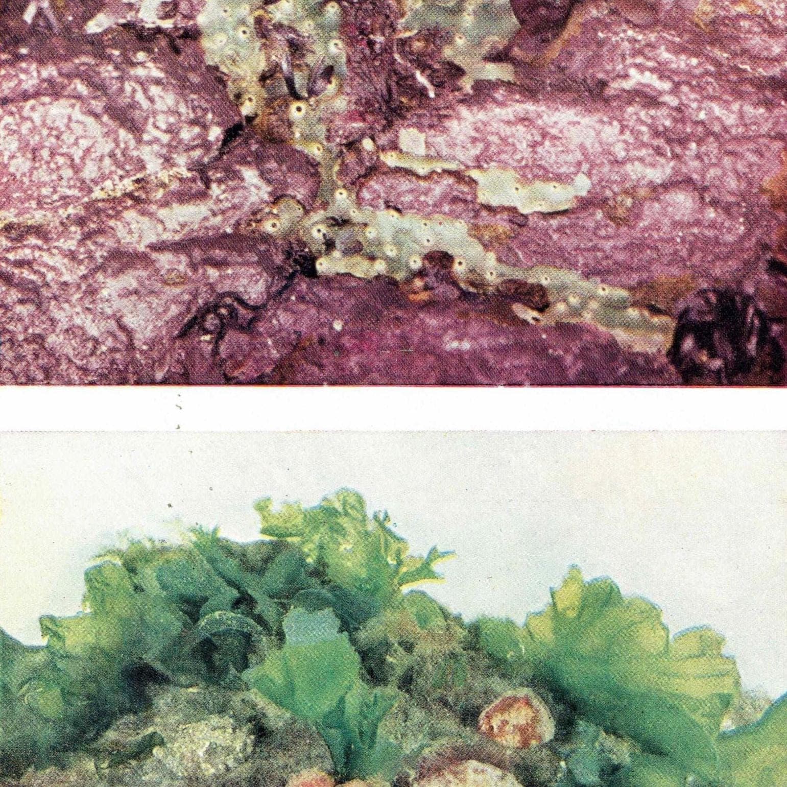 1959 Peacock-Worms, Squirt-Fish, Fan-Worm, Sea-Squirts - Marine Life Underwater Photography Print - Scientific Ocean Specimen - 5 x 8.25 in - Image 2