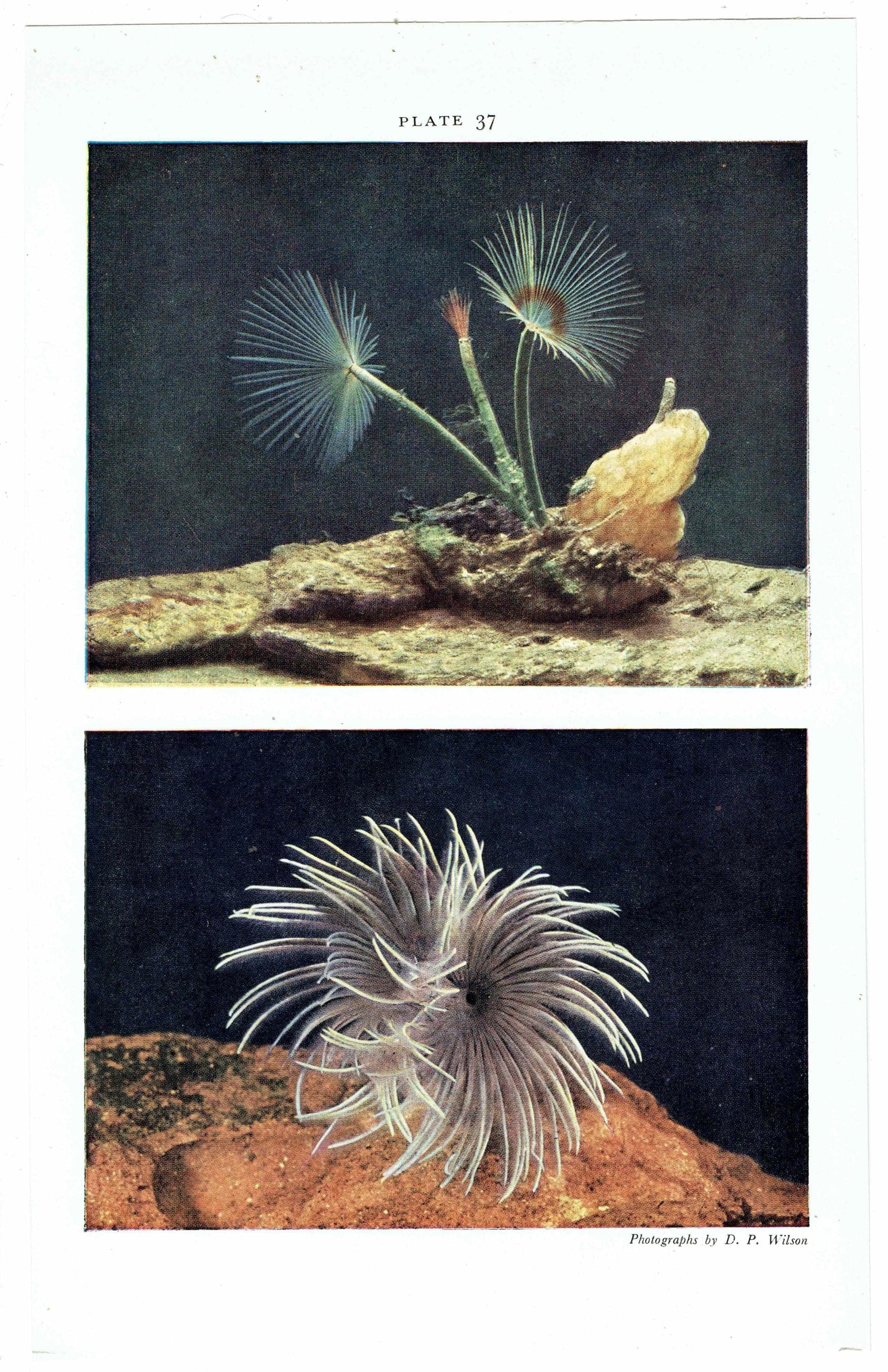1959 Peacock-Worms, Squirt-Fish, Fan-Worm, Sea-Squirts - Marine Life Underwater Photography Print - Scientific Ocean Specimen - 5 x 8.25 in - Image 4