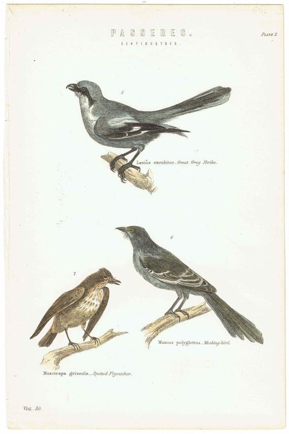 c.1870 Passeres Dentirostres Print - Great Grey Shrike, Mocking‐bird, Spotted Flycatcher - Hand Coloured Ornithology Art - 9.75 x 6.25 in
