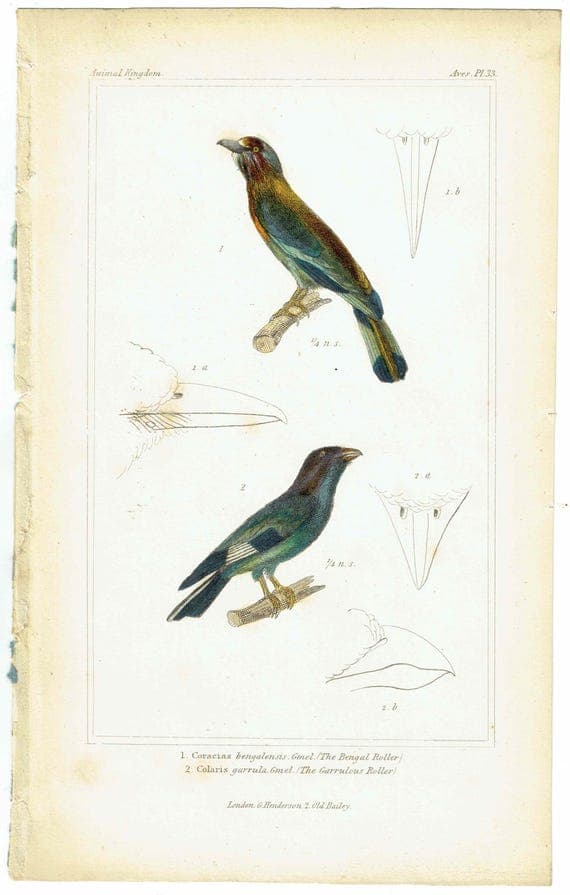 c.1835 Animal Kingdom Roller Birds Print - Bengal Roller & Garrulous Roller - Hand Coloured Ornithology Engraving - 8.5 x 5.25 in