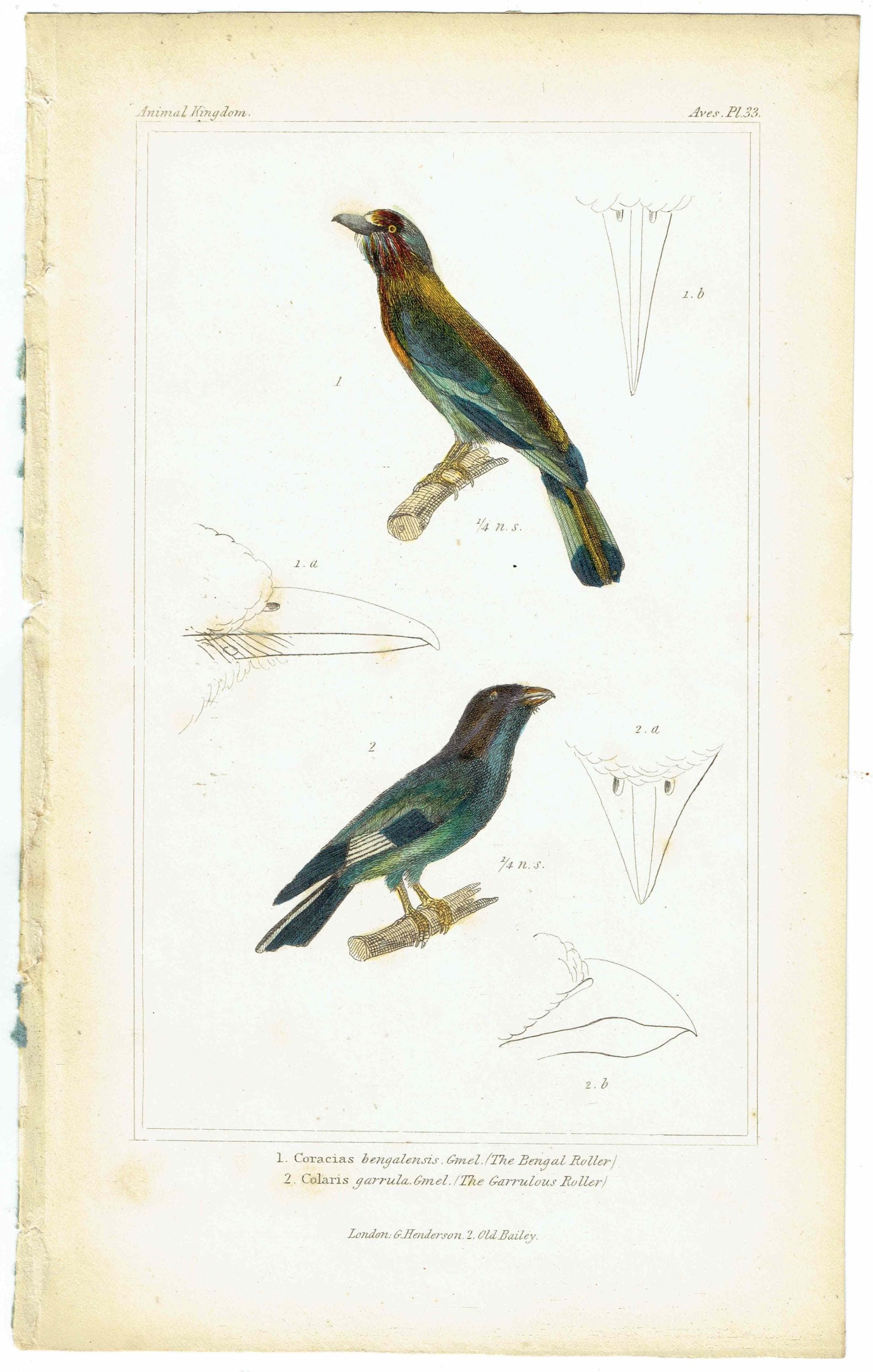 c.1835 Animal Kingdom Roller Birds Print - Bengal Roller & Garrulous Roller - Hand Coloured Ornithology Engraving - 8.5 x 5.25 in