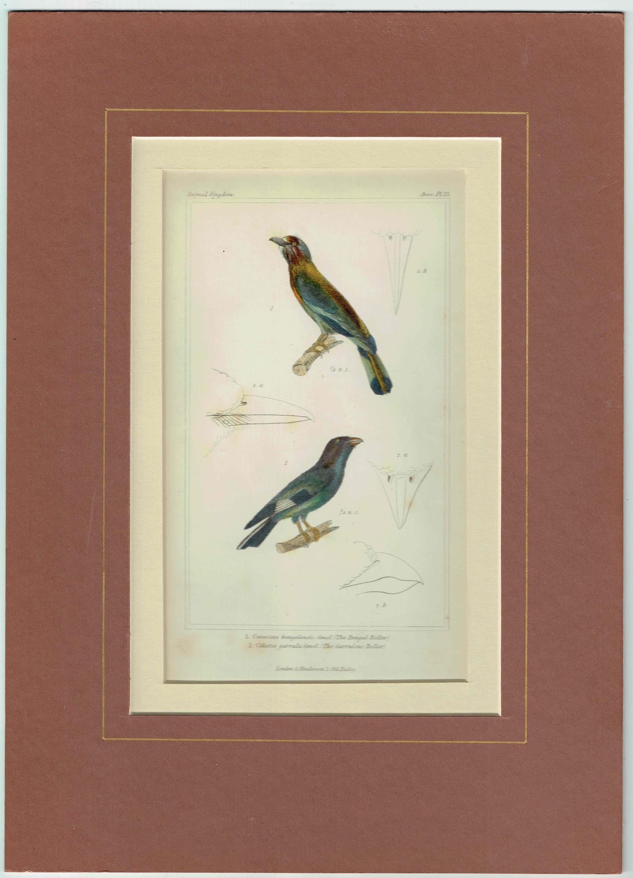 c.1835 Animal Kingdom Roller Birds Print - Bengal Roller & Garrulous Roller - Hand Coloured Ornithology Engraving - 8.5 x 5.25 in - Image 2
