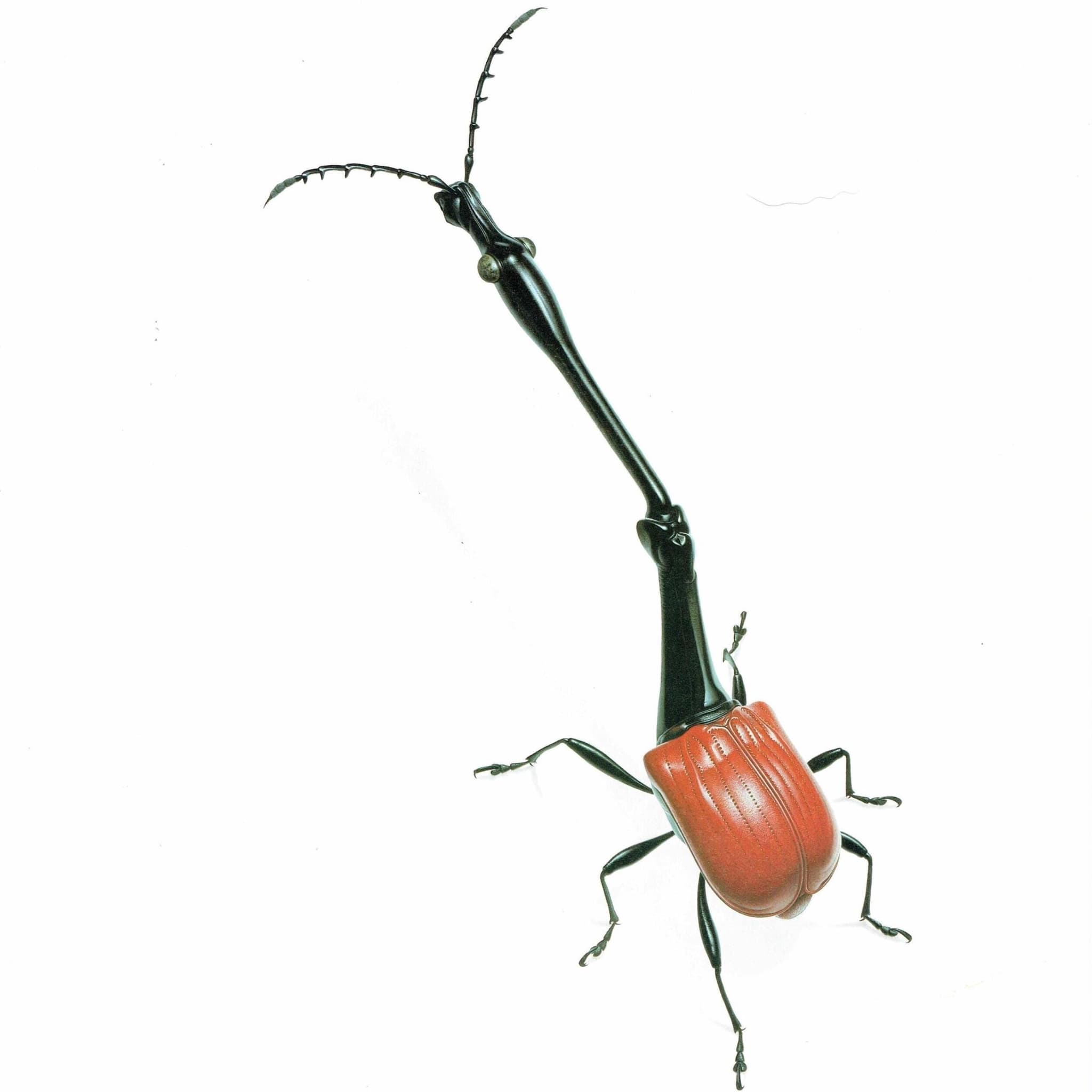 1986 Giraff Weevil Tachycephalus Giraffa Print - Durin Bernard Les Insectes Scientific Illustration - Jekel Entomology - 11 x 13 in