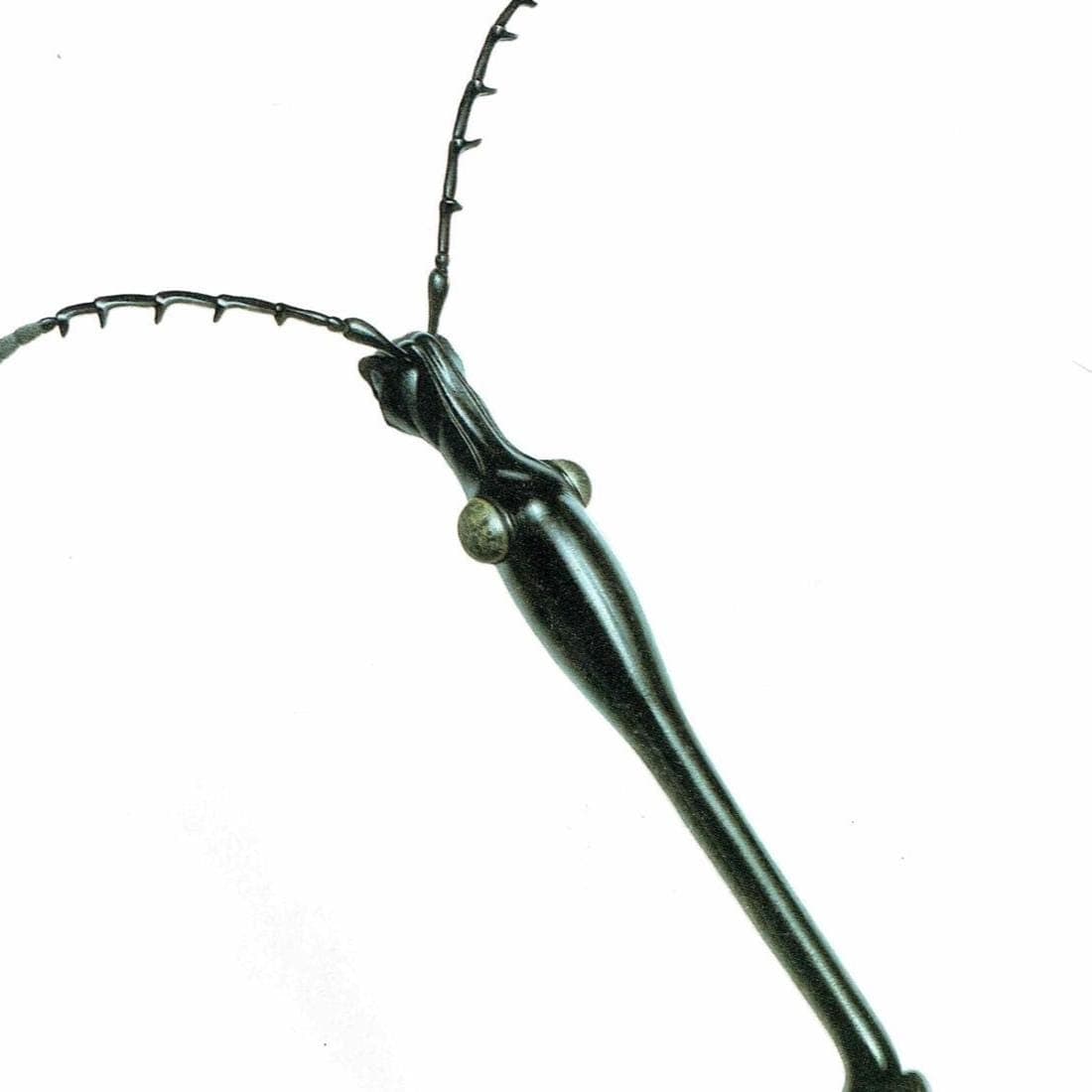 1986 Giraff Weevil Tachycephalus Giraffa Print - Durin Bernard Les Insectes Scientific Illustration - Jekel Entomology - 11 x 13 in - Image 4