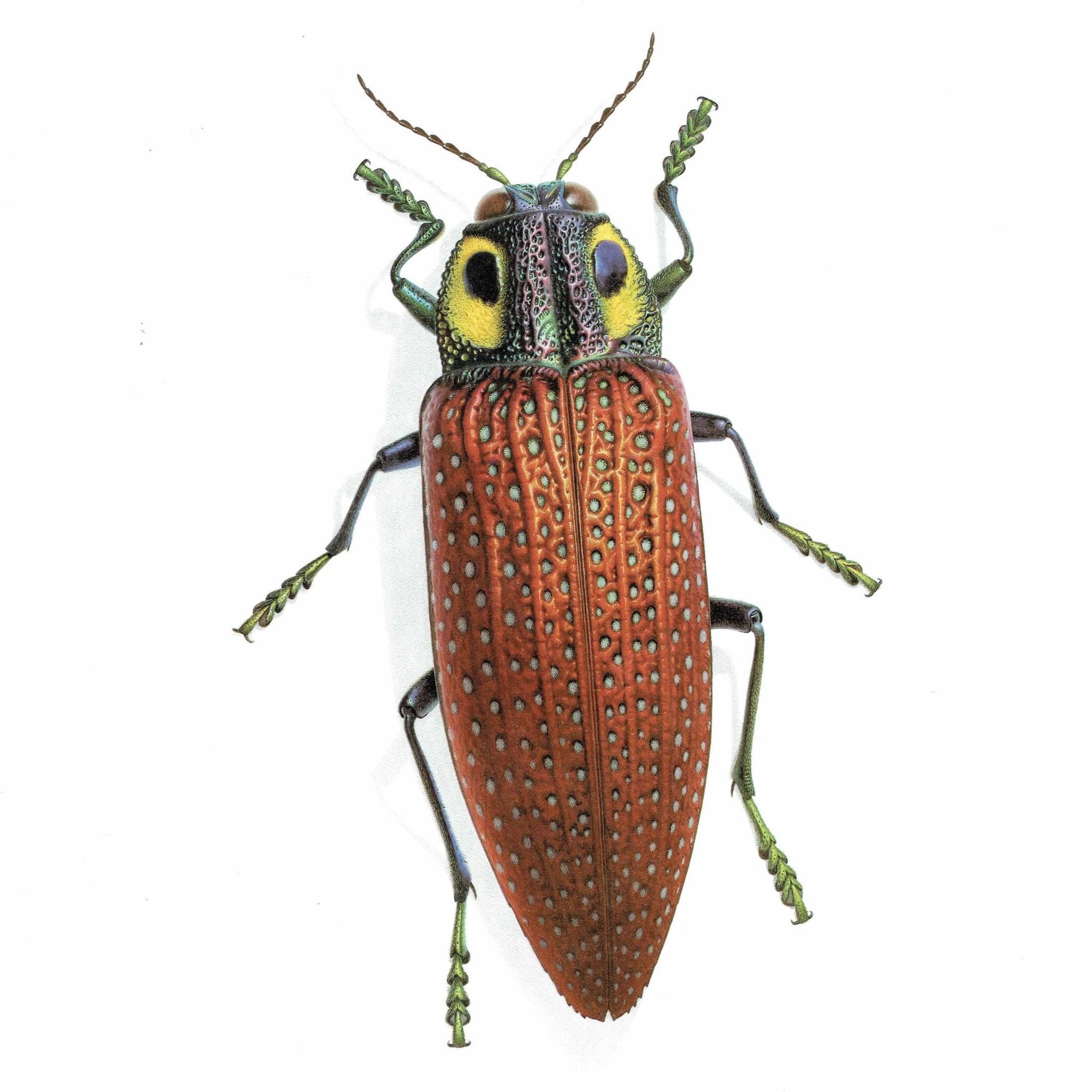 1986 Fale-Eyed Jewel Beetle Lampropepla Rothschildi Print - Durin Bernard Les Insectes Scientific Picture - Gahan Entomology - 11 x 13 in
