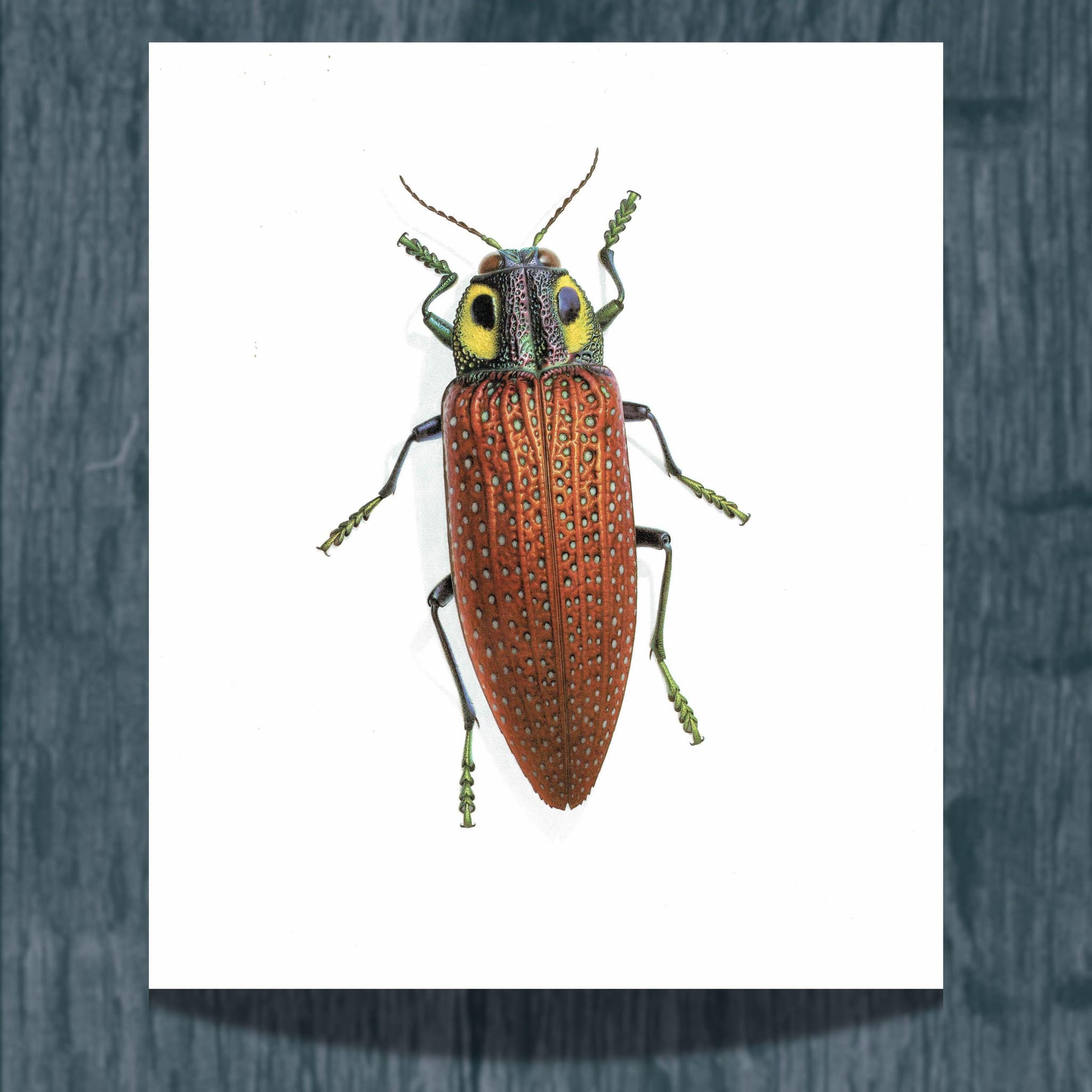 1986 Fale-Eyed Jewel Beetle Lampropepla Rothschildi Print - Durin Bernard Les Insectes Scientific Picture - Gahan Entomology - 11 x 13 in - Image 2