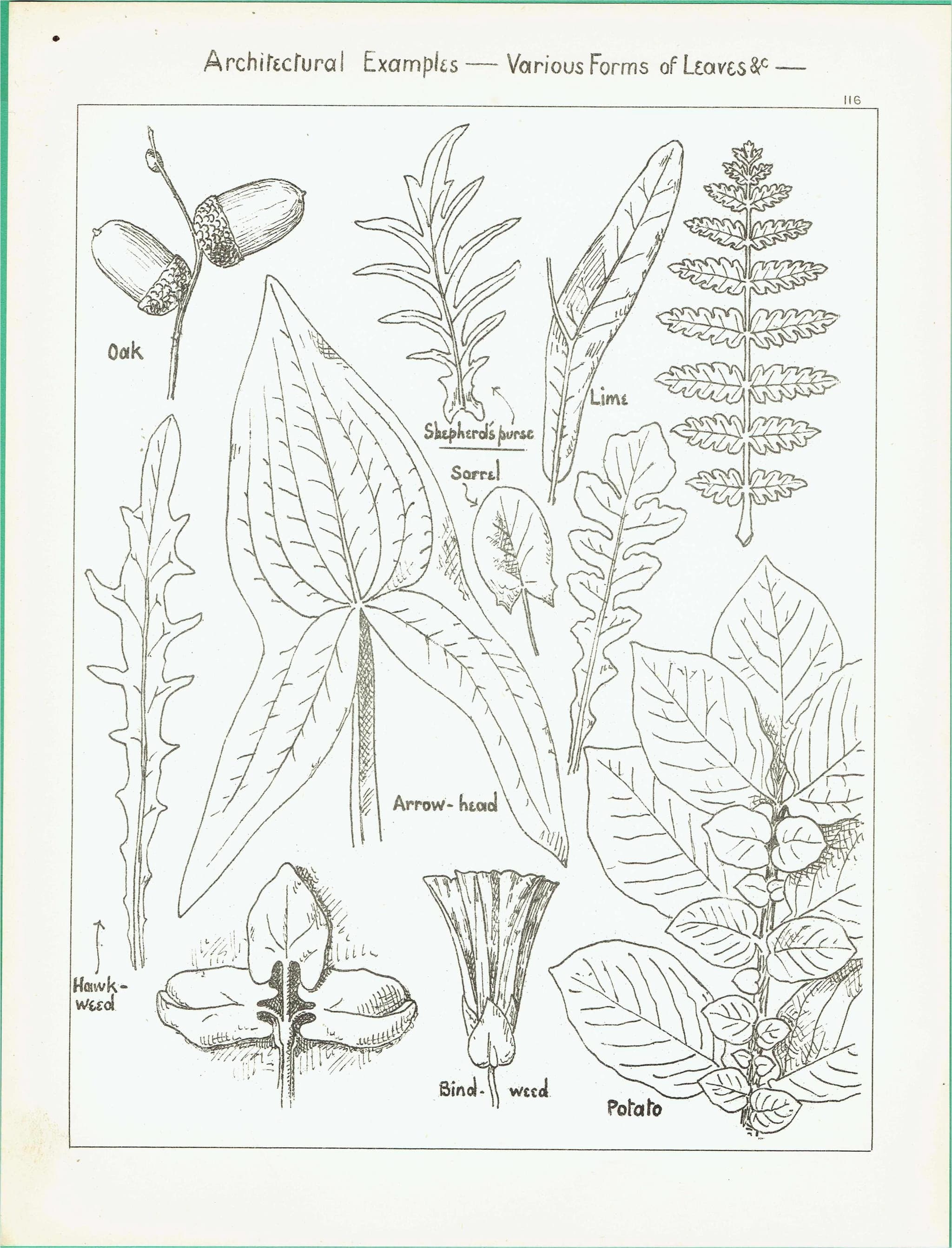 1898 Architectural Leaf Studies Print - Oak, Lime, Potato, Sorrel & Decorative Foliage Engraving - Antique Design Plate - 8 x 10.75 in