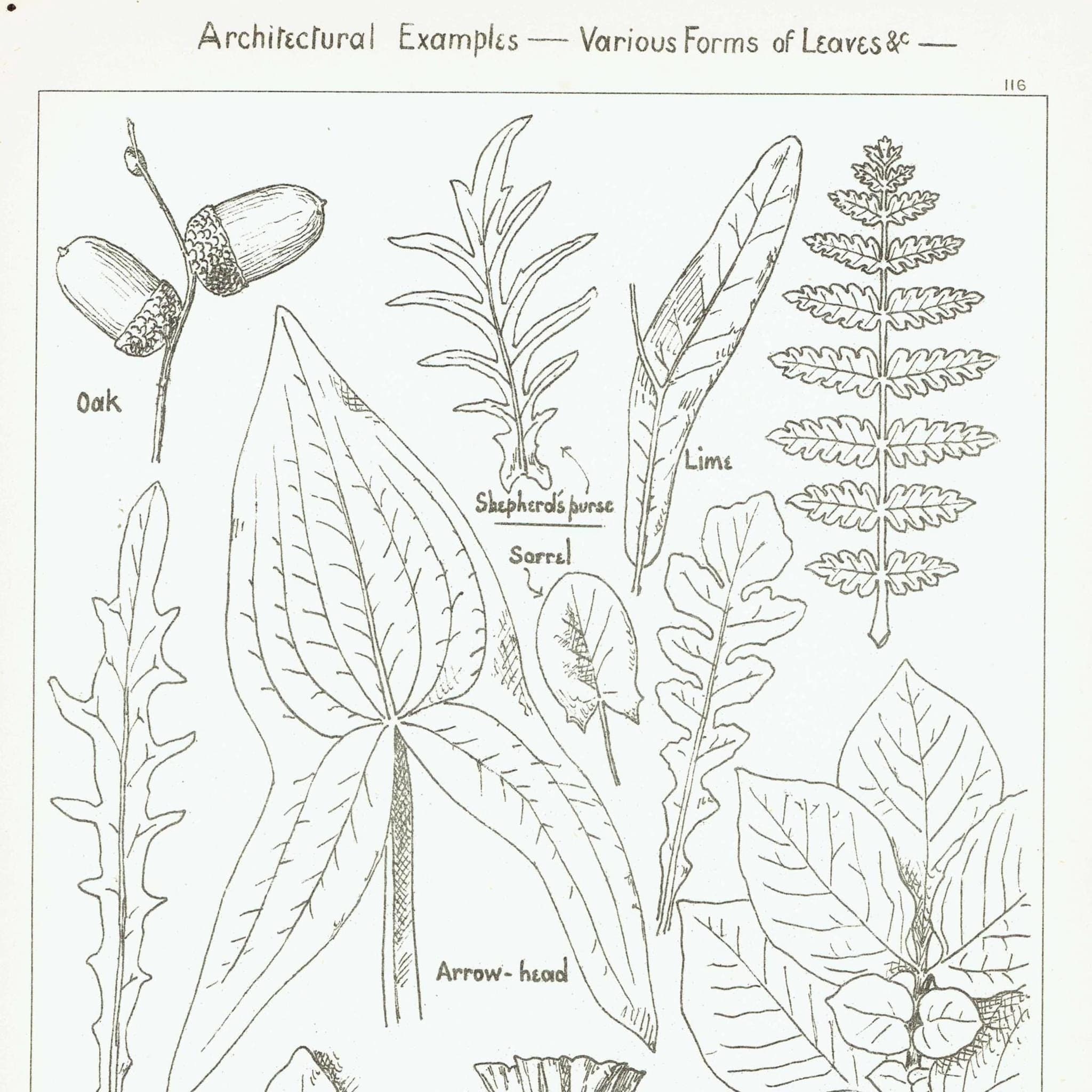 1898 Architectural Leaf Studies Print - Oak, Lime, Potato, Sorrel & Decorative Foliage Engraving - Antique Design Plate - 8 x 10.75 in - Image 2