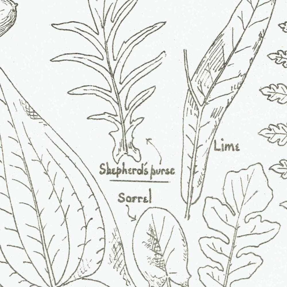 1898 Architectural Leaf Studies Print - Oak, Lime, Potato, Sorrel & Decorative Foliage Engraving - Antique Design Plate - 8 x 10.75 in - Image 3