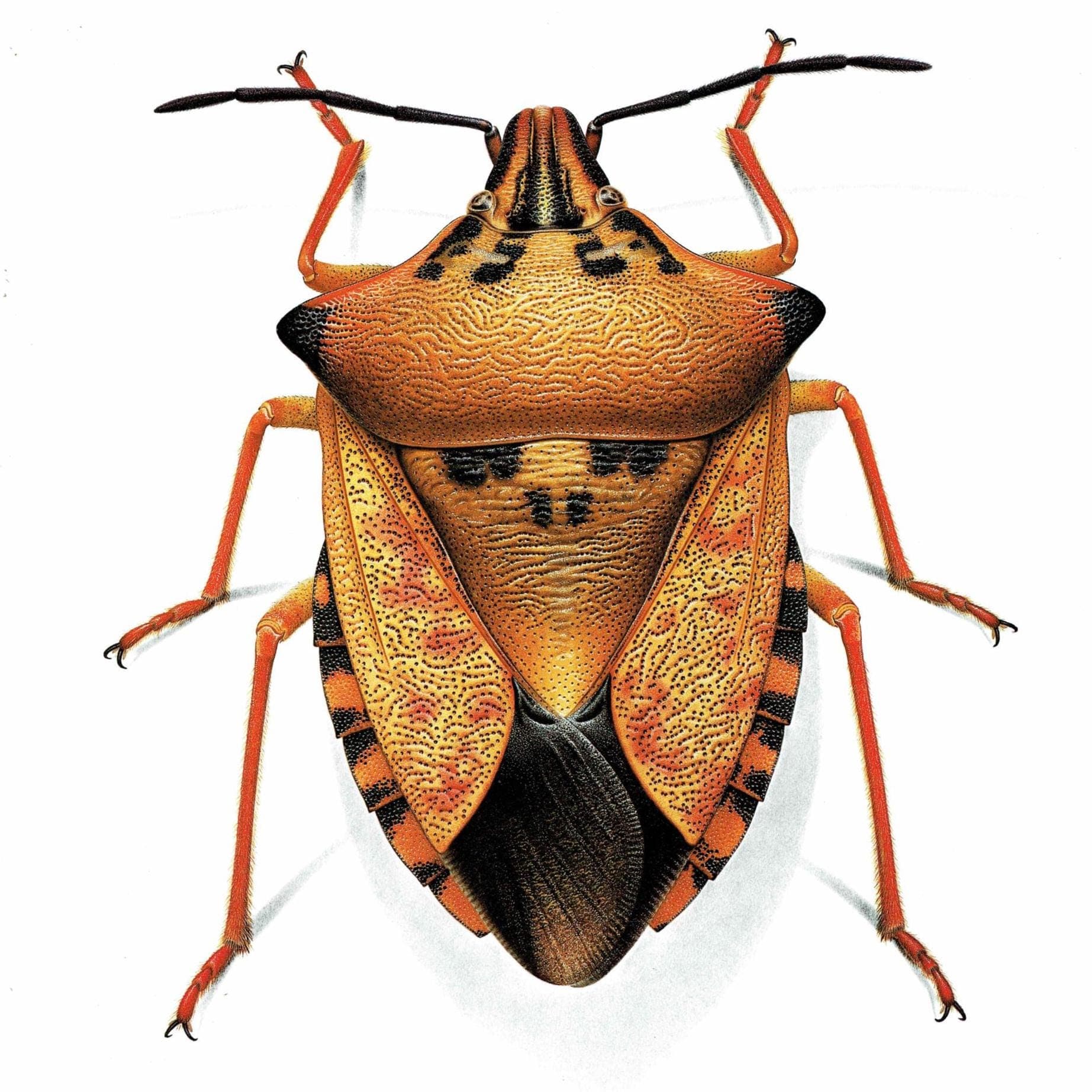 1986 Northern Fruit Bug Carpocoris Fuscispinus Print - Durin Bernard Insectes - Science Illustration Boheman Carl Entomology - 11 x 13 in