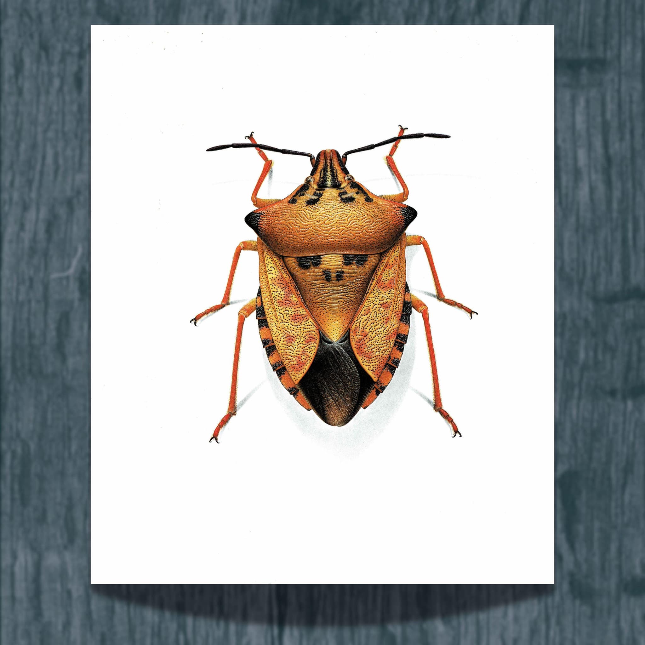 1986 Northern Fruit Bug Carpocoris Fuscispinus Print - Durin Bernard Insectes - Science Illustration Boheman Carl Entomology - 11 x 13 in