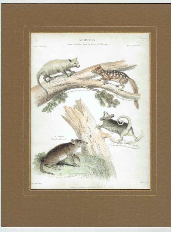 1832 Mammalia Print – Antique Marsupials Opossum - Quoll - Bandicoot - Glider Illustration – 8.5 × 10.75 in