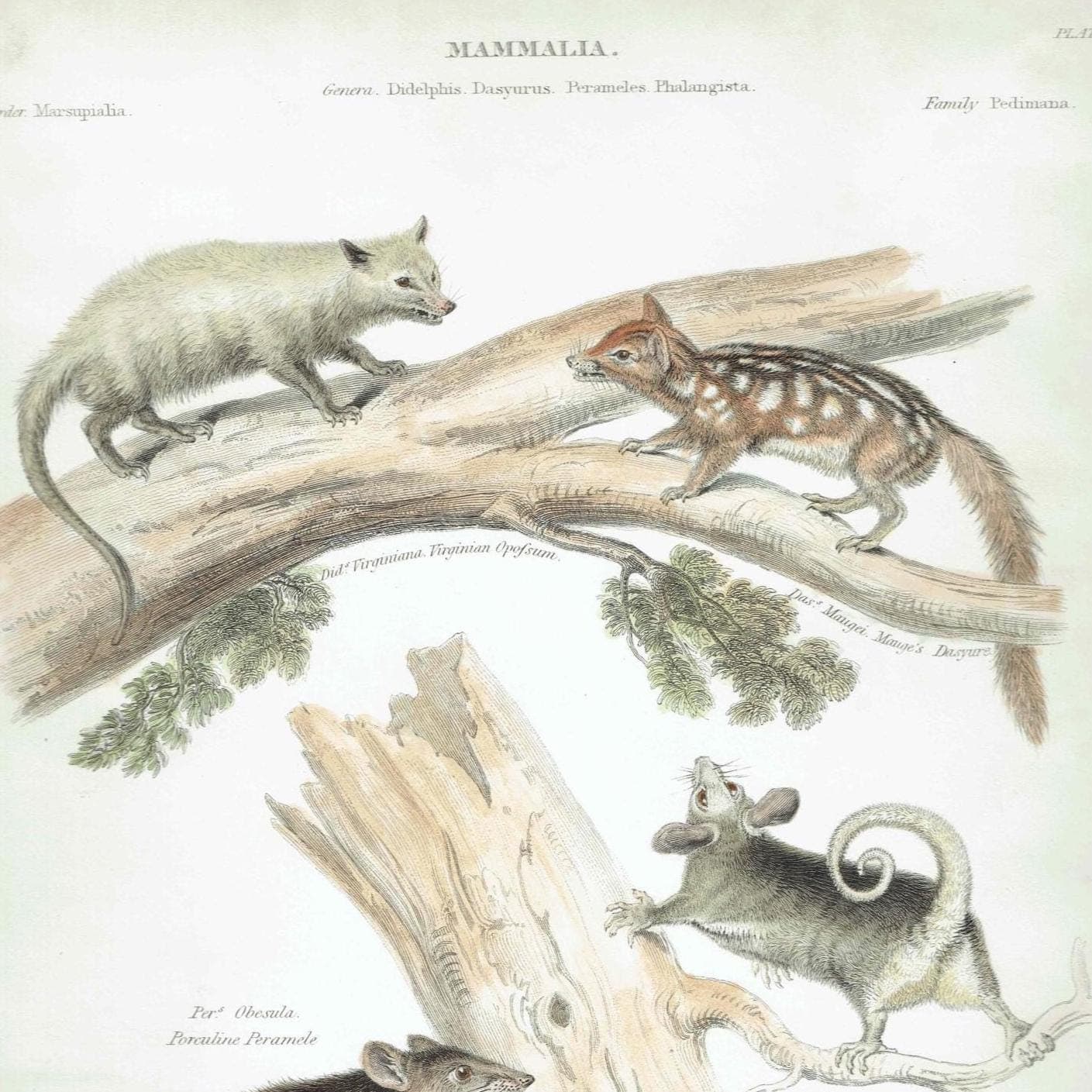 1832 Mammalia Print – Antique Marsupials Opossum - Quoll - Bandicoot - Glider Illustration – 8.5 × 10.75 in - Image 2
