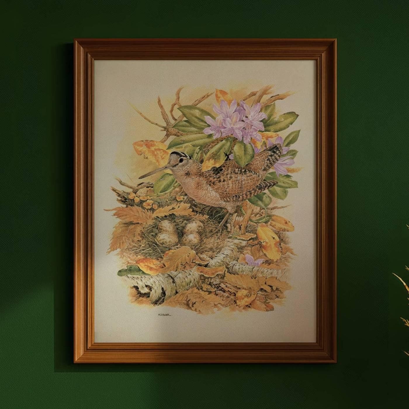 1981 Woodcock with Nest and Eggs Original Vintage Print - Maurice Pledger Game Birds - Wildlife Art - 11.5 x 16.5 in