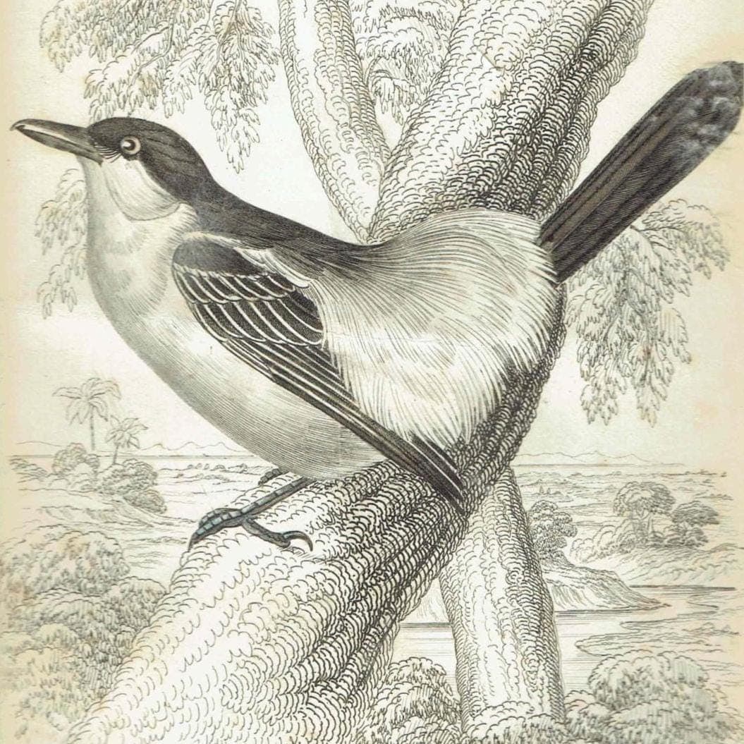 c.1837 Puff-backed Bush Shrike Print - Ornithology Bird Engraving - Lizars SC - Vintage Natural History Art - 4.25 x 6.25 in