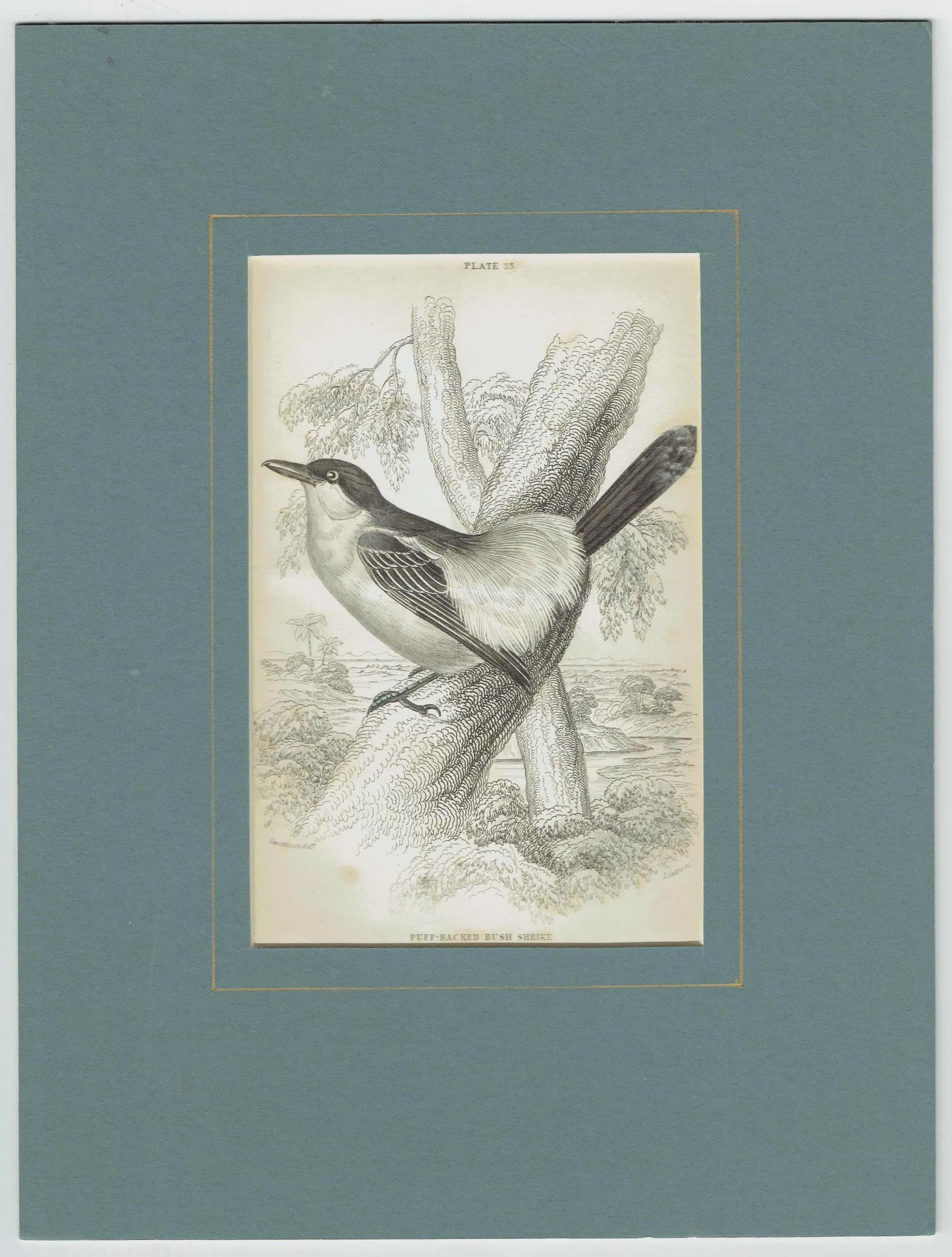 c.1837 Puff-backed Bush Shrike Print - Ornithology Bird Engraving - Lizars SC - Vintage Natural History Art - 4.25 x 6.25 in - Image 2
